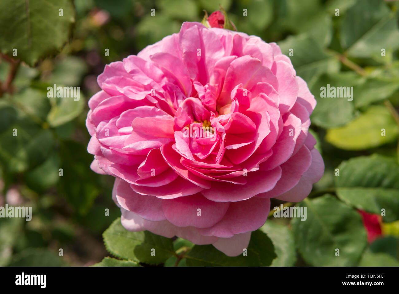 Rosa Prinzessin Alexandra von Kent Stockfoto