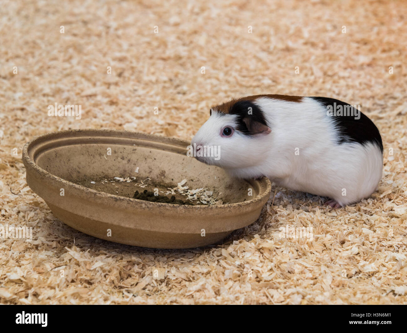 Inländische Meerschweinchen Cavia Stockfoto