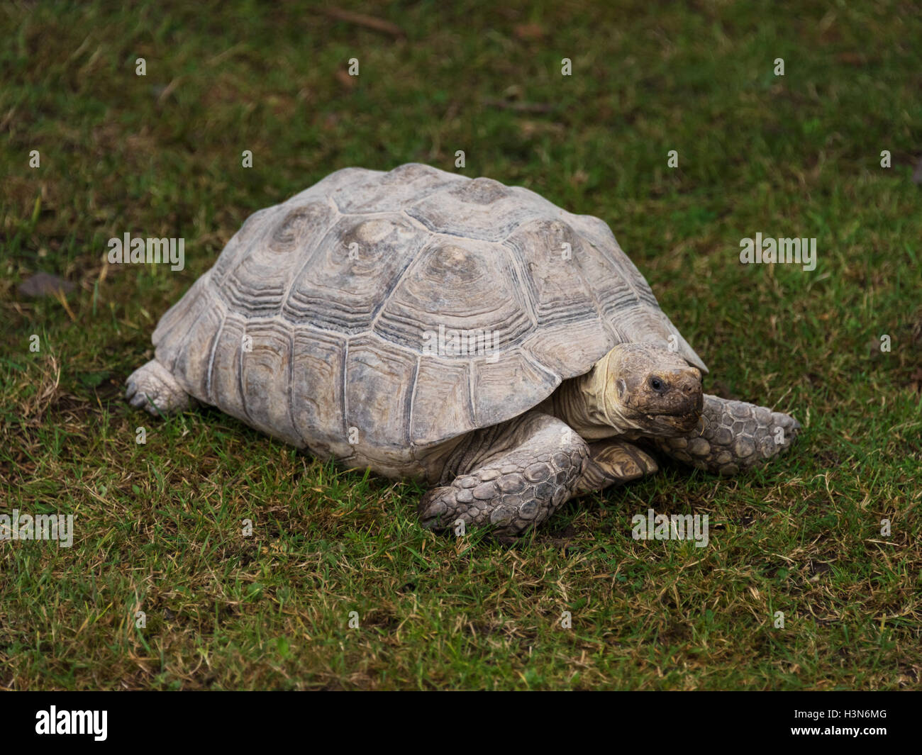 Spornschildkröte Stockfoto