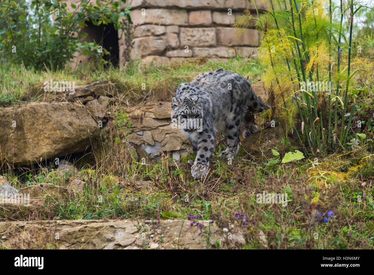 Snow Leopard Stockfoto