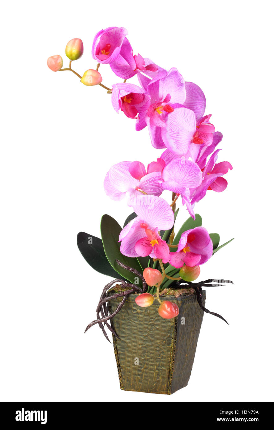 Blüten rosa Orchidee Stockfoto