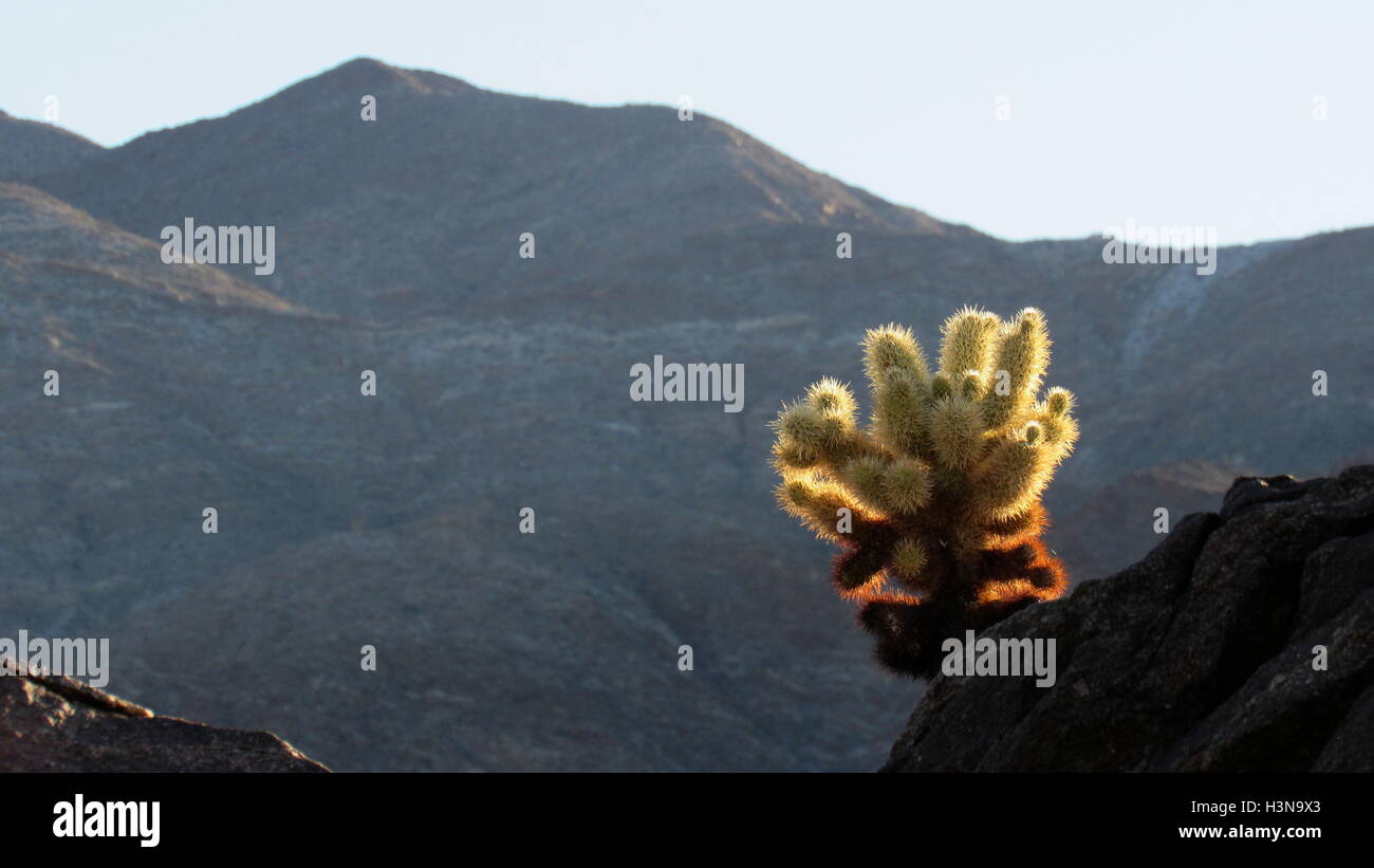 Teddy Bear Cholla Kaktus (Opuntia Bigelovii) im Sonnenlicht auf Felsen mit Rock Gebirgshintergrund in Anza-Borrego Wüste Stockfoto