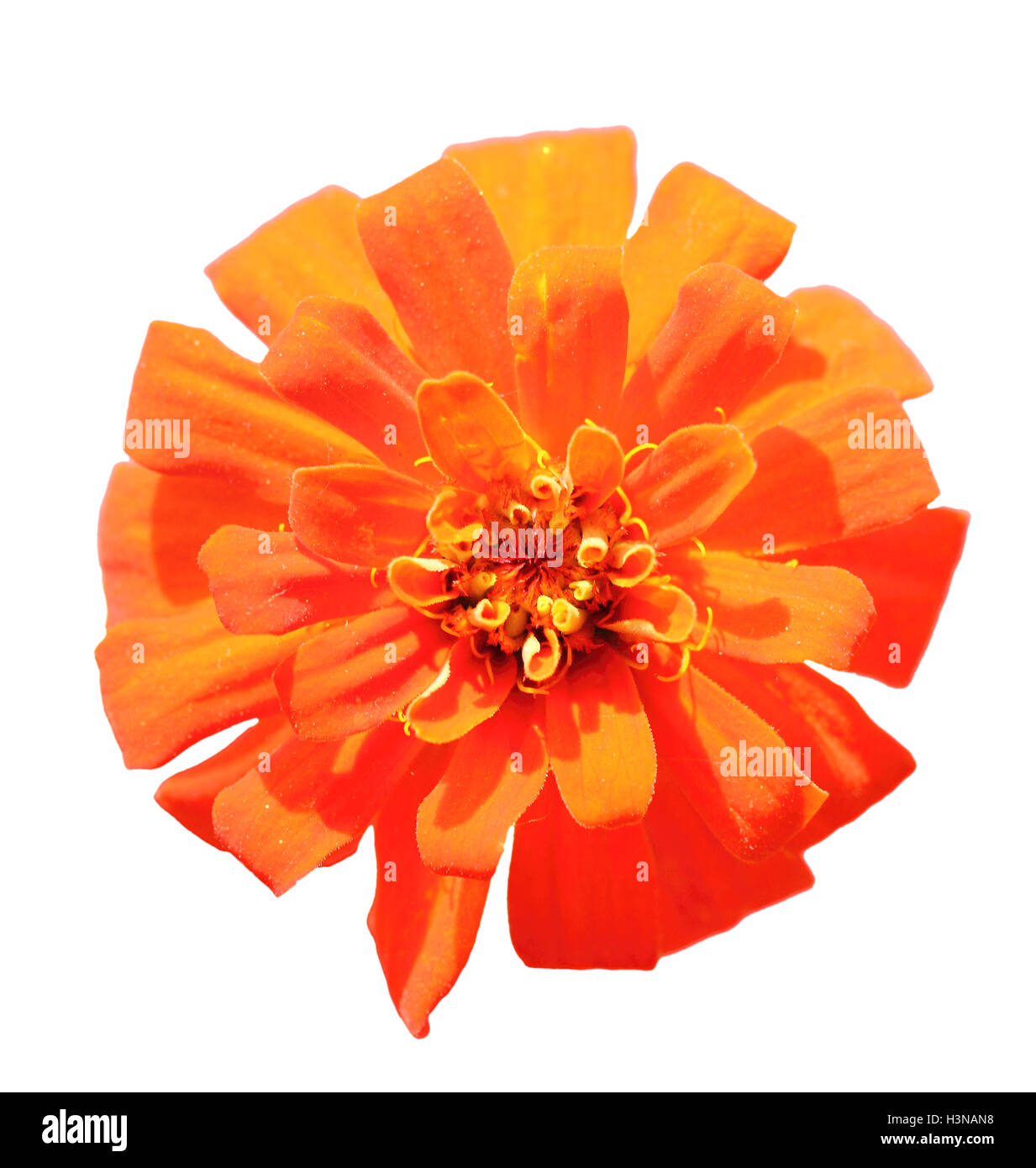 Eine orange Blume Stockfoto