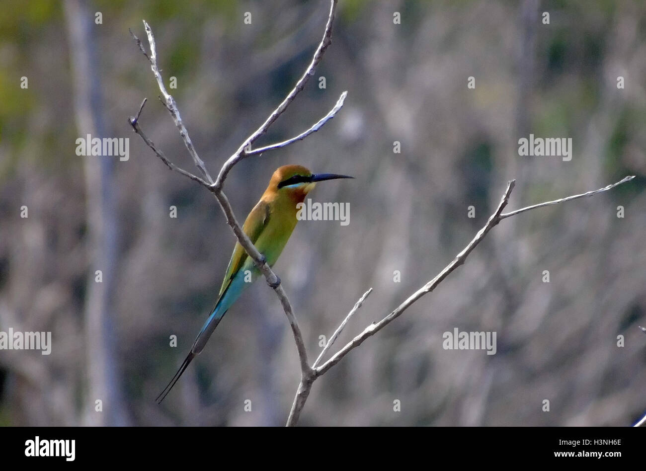 Bintan, Indonesien. 11. Oktober 2016. Die blau-tailed Bienenfresser (Merops Philippinus) gesehen am Dompak Wald am 11. Oktober 2016 in Bintan, Indonesien. Der blau-tailed Bienenfresser brütet in Südost-Asien. Es ist stark wandernden, saisonal in weiten Teilen der Halbinsel Indien gesehen. Diese Art, wie andere Bienenfresser ist eine farbenprächtige, schlanker Vogel. Es ist überwiegend grün; sein Gesicht hat eine schmale blaue Fleck mit einem blauen Auge-Streifen und eine gelbe und braune Kehle; die Rute ist blau und der Schnabel ist schwarz. Bildnachweis: Yuli Seperi/Alamy Live-Nachrichten Stockfoto