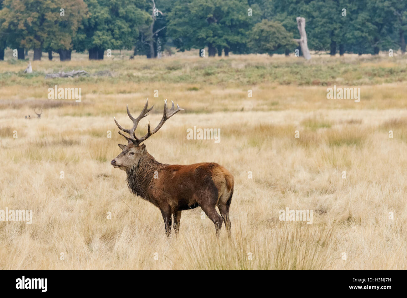 Rotwild-Hirsch im Richmond Park, London England Vereinigtes Königreich UK Stockfoto