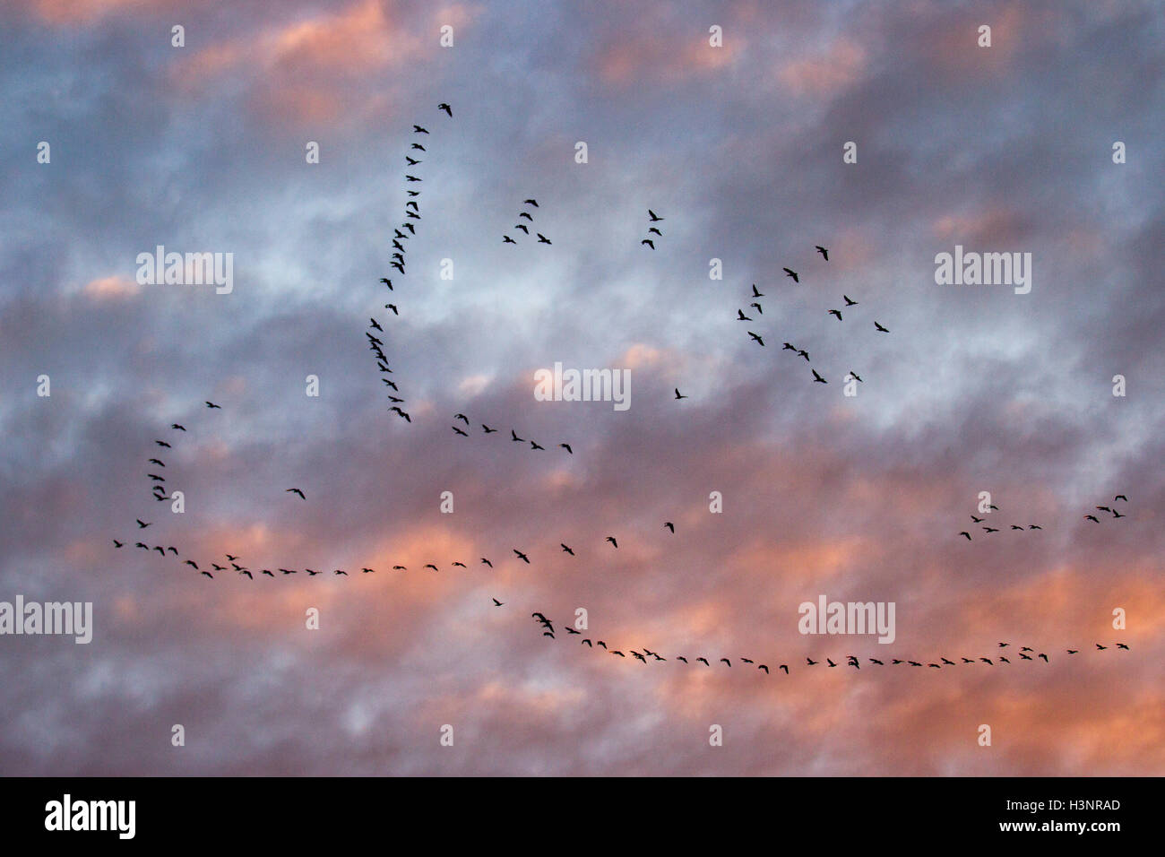 Schwarm Vögel am Himmel in der Morgendämmerung. Burscough, Lancashire. 12. Oktober 2016. UK Wetter. Erste Wandernden rosa Fuß Gänse aus Island. Riesige Herden von bis zu 17.000 Vögel in die Luft in der Dämmerung des lokalen Ackerland zu füttern. Verkürzung der Tage und der ersten Herden von Rosa Gänse den Weg zurück zu uns winging aus isländischen Brutstätten sagen uns der Sommer ist zu Ende. Rosa-Gänse haben eine große CO2-Fußabdruck. Dies ist nicht durch körperliche gas-Emissionen verursacht, sondern durch ihre Rodung in arktischen Böden für Lebensmittel, die Kohlenstoff aus dem Boden releases verursacht. Stockfoto