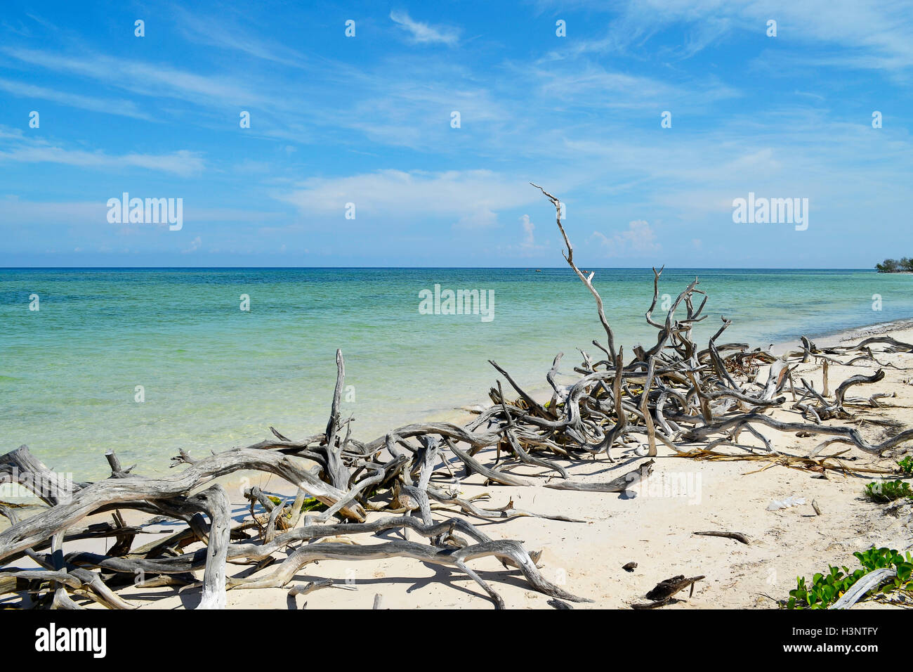 Strand mit weißem Sand und türkisfarbenem Wasser und trockenen Stämmen (Pinar Del Rio, Kuba) Stockfoto