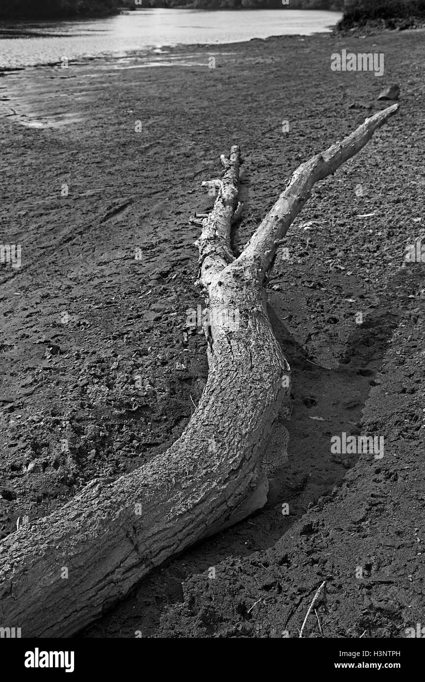 Dramatische Atmosphäre in schwarz und weiß, mit einem Baum fiel am Ufer eines Flusses. Stockfoto
