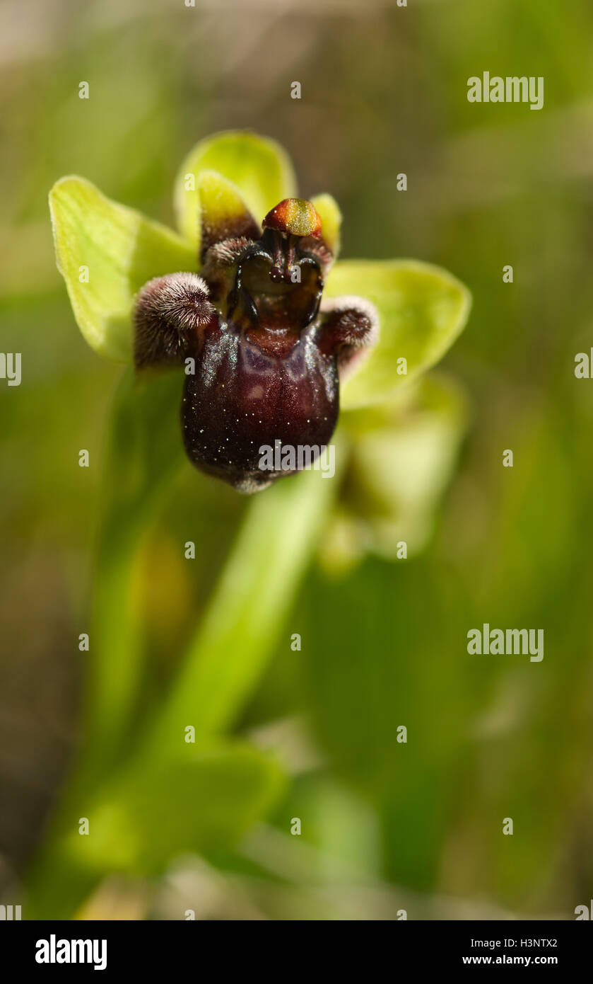 Kleine Blume Wilde Hummel Orchidee über Out of Focus Hintergrund (Ophrys Bombyliflora) Stockfoto