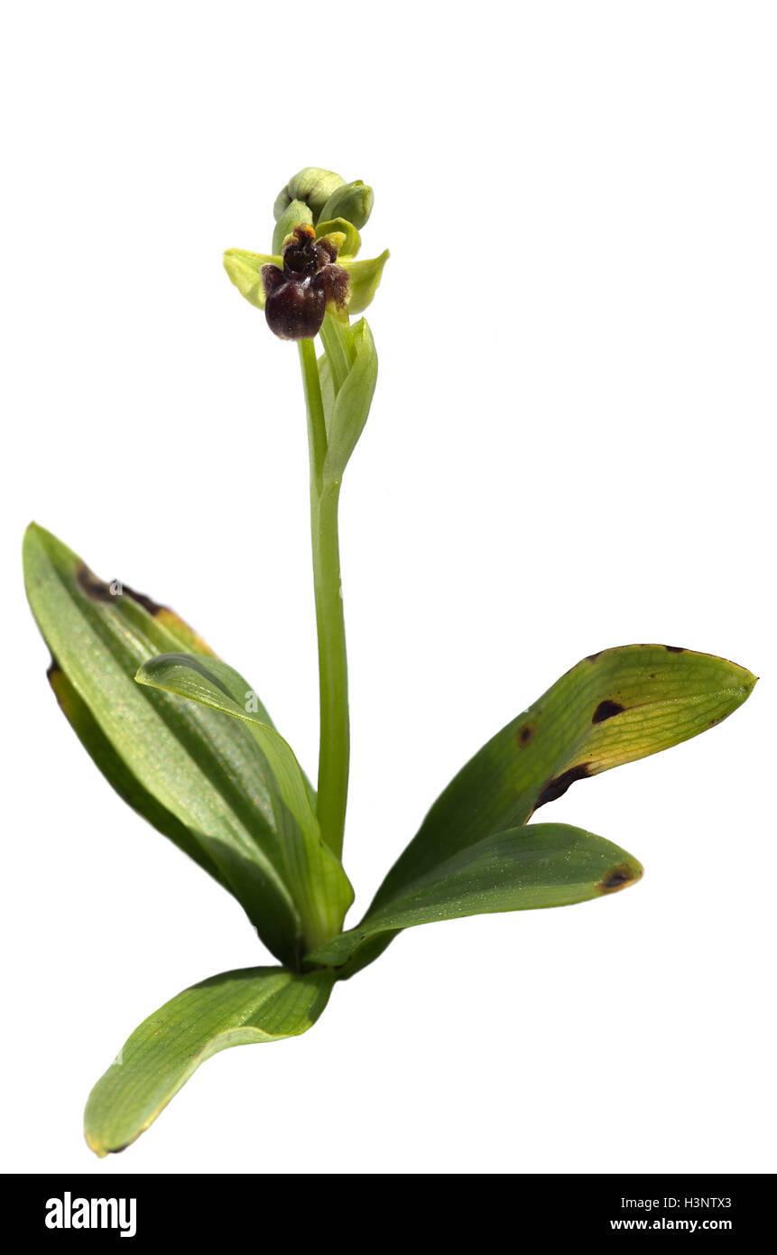 Wilde Hummel Orchidee isoliert auf einem weißen Hintergrund (Ophrys Bombyliflora). Komplette Anlage. Arrabida-Berge, Portugal. Stockfoto