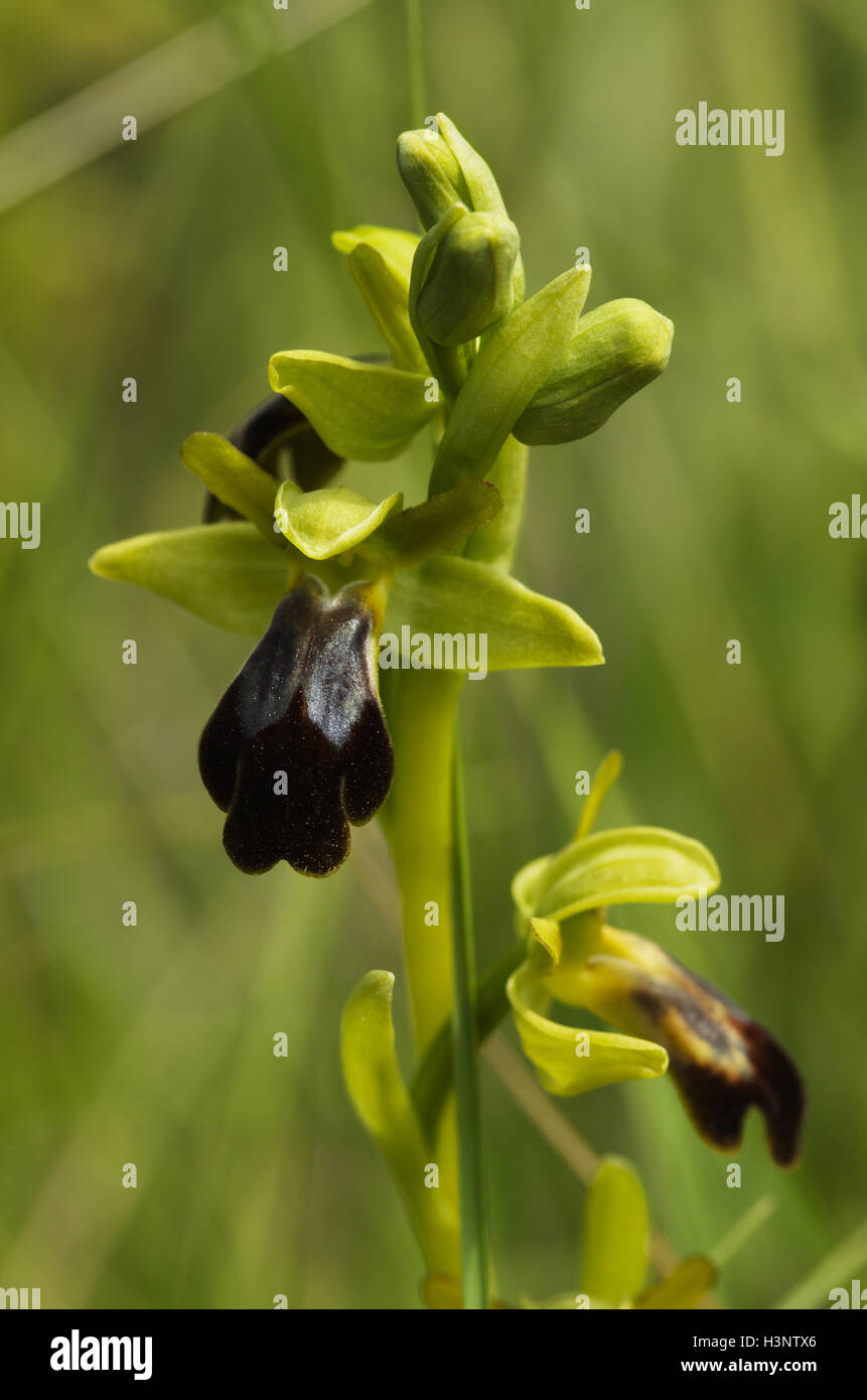 Wilde dunkle Biene Orchidee aka düstere Biene Orchidee (Ophrys Fusca). Blumen-Stamm über grün aus Fokus Hintergrund. Stockfoto