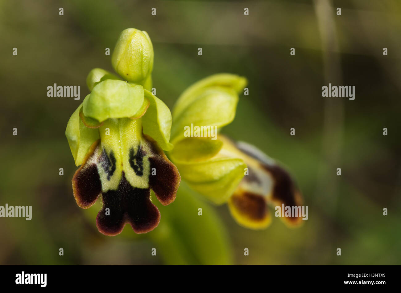 Wilde dunkle Biene Orchidee, aka düstere Biene Orchidee, Blumen Detail. Bilunulata Variation (Ophrys Fusca). Stockfoto