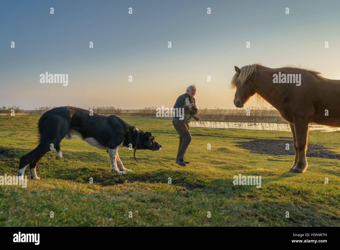Mann die Bilder eines Pferdes während ein Hund sieht auf Hemla Farm, South Coast, Island Stockfoto