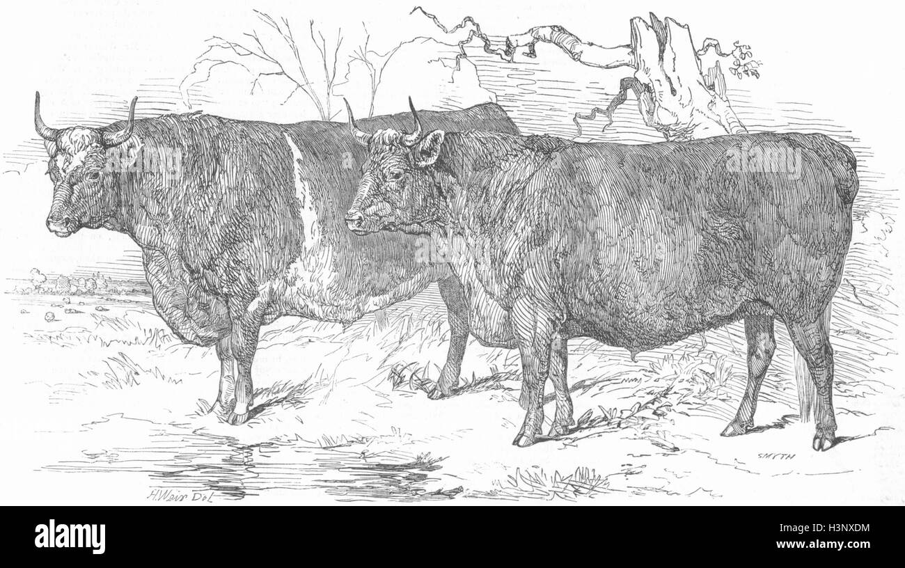 LINCS Grass-fed Lincolnshire Ochsen 1847. Illustrierte London News Stockfoto