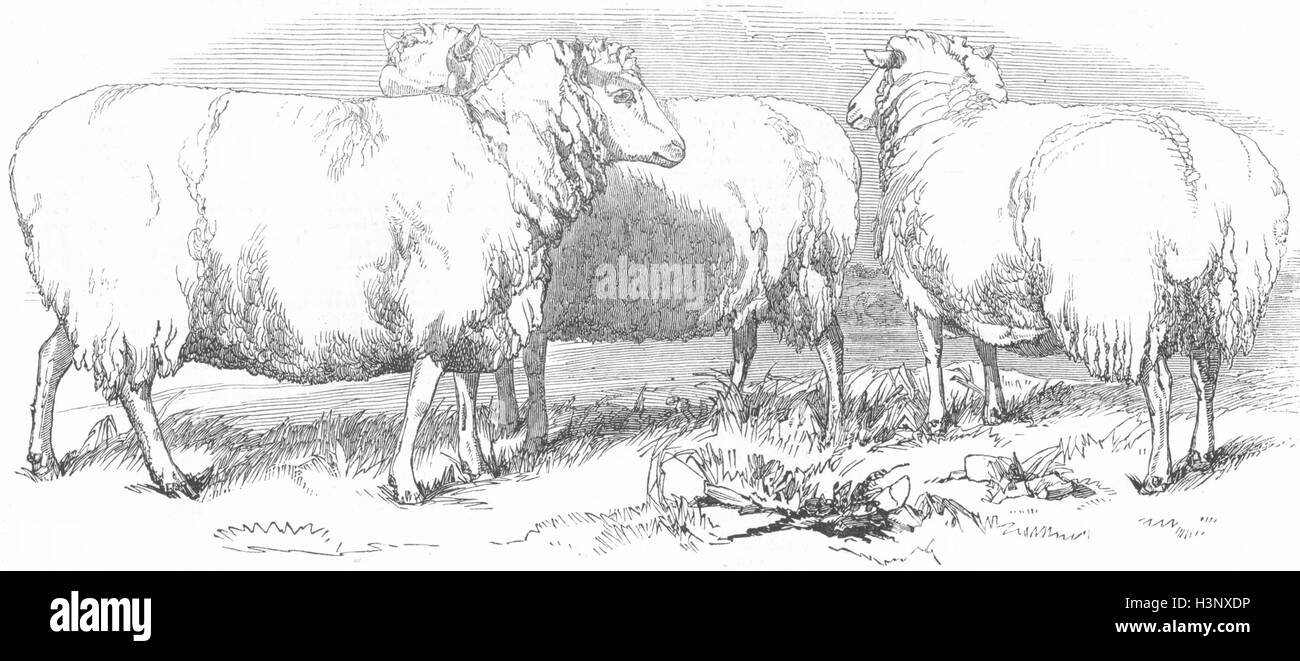 LINCOLNSHIRE Grass-fed Lincolnshire Schafe 1847. Illustrierte London News Stockfoto