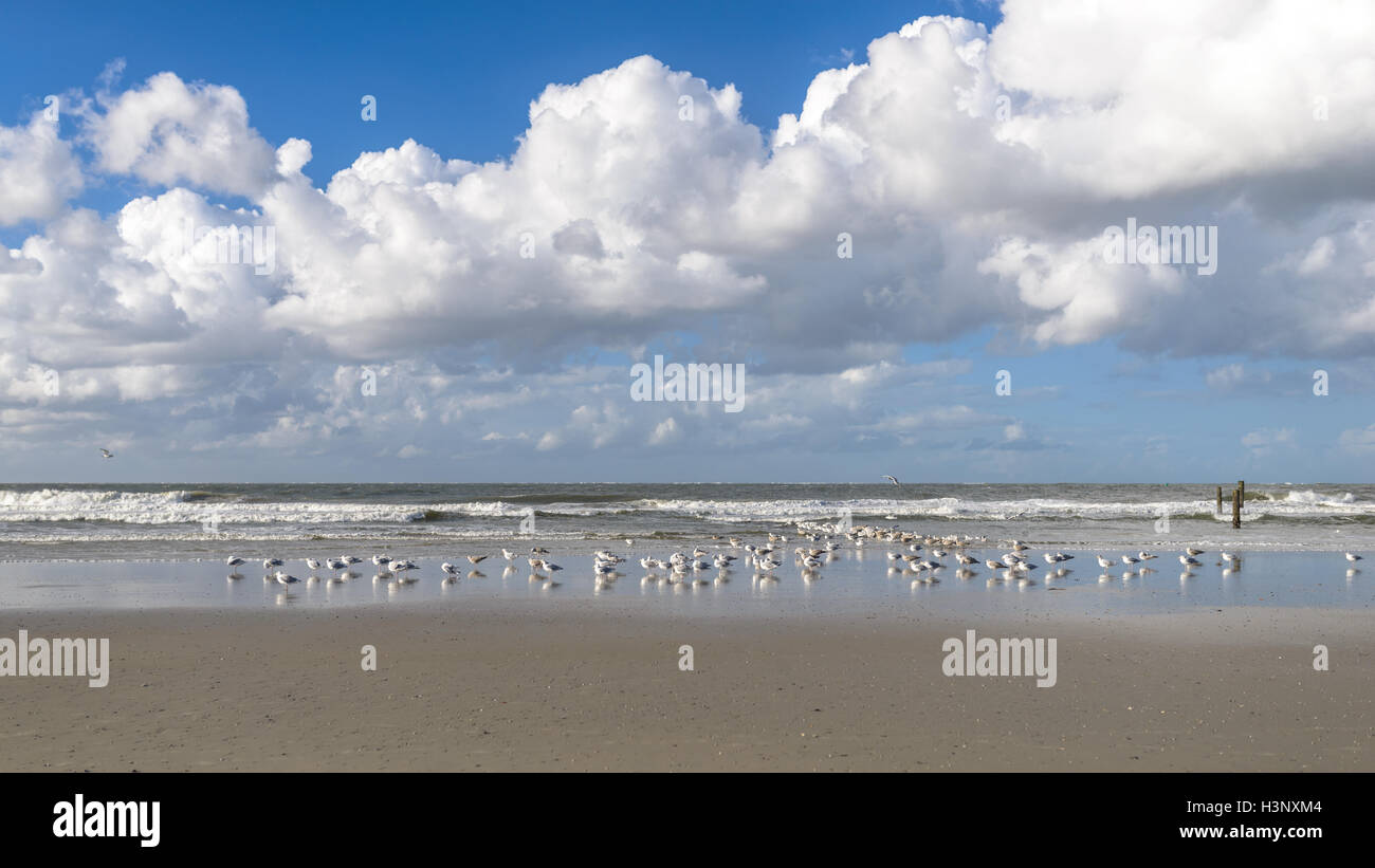 Herde von Möwen in der Inter-Gezeiten-Region auf dem feuchten Sand an einem tropischen Strand mit dem brechen der Wellen und weißen Cumulus c stehend Stockfoto