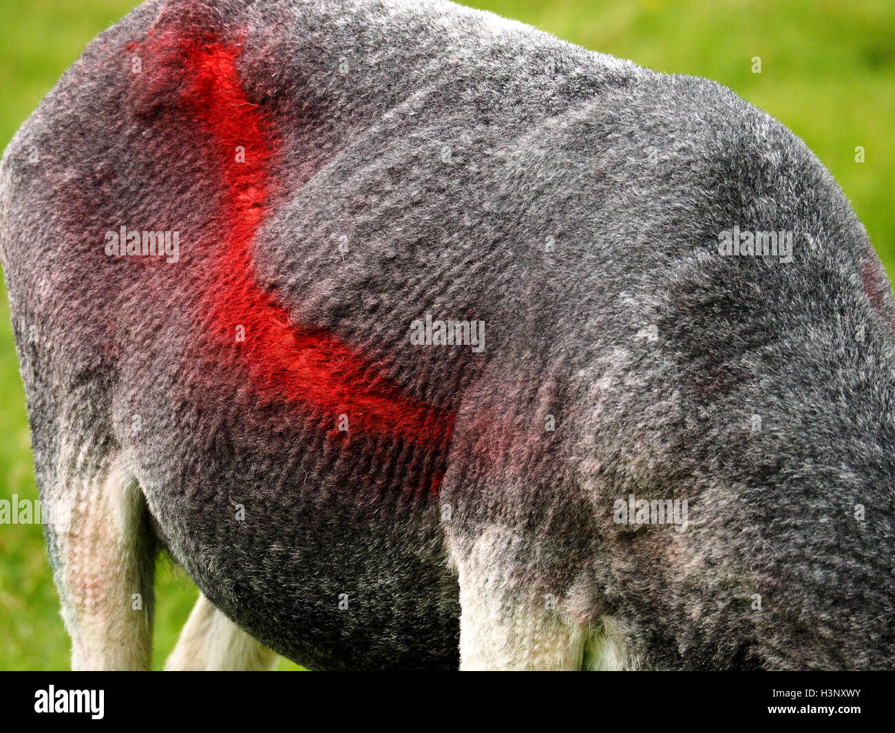 dramatische Detail geschoren Herdwick Schafe mit leuchtend roten diagonalen Farbstoff Kennzeichnung über Flanke Wasdale Cumbria England Stockfoto