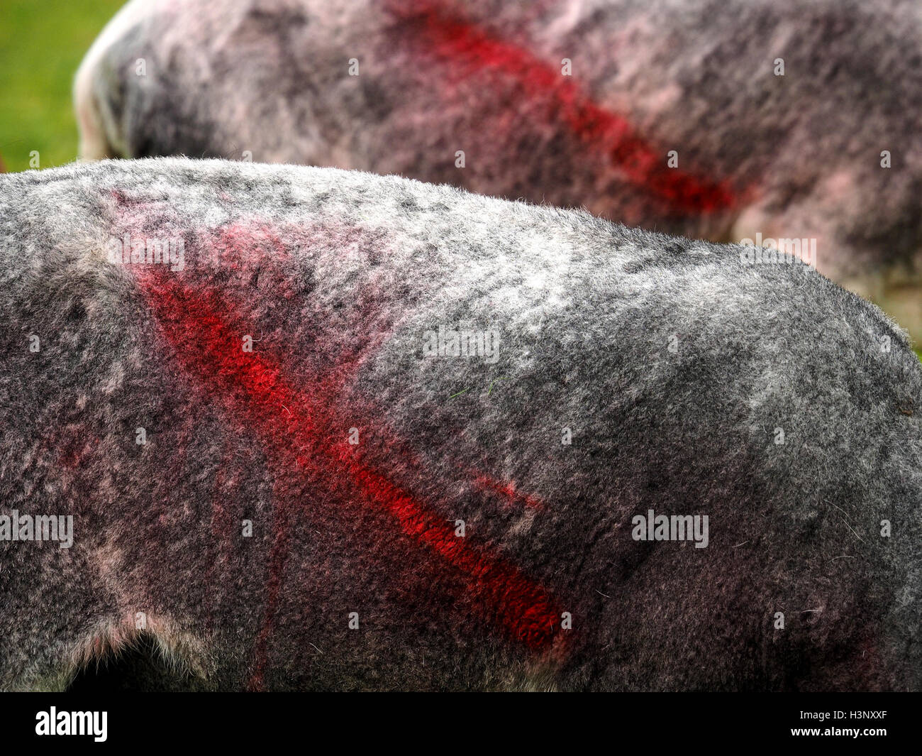 Detail von zwei Herdwick Schafe geschoren, mit leuchtend roten diagonalen Farbstoff Kennzeichnung über Flanken im grünen Feld Wasdale Cumbria England Stockfoto