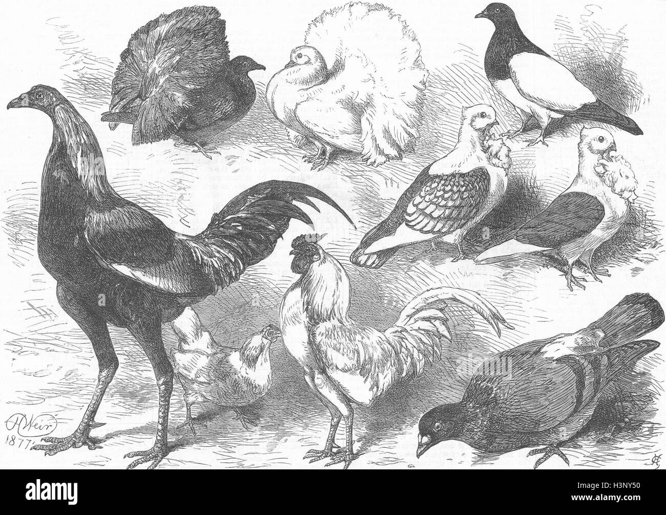 Geflügel-Fantail, Gamecock, Turbit, Bantam, Turbiteen 1877. Illustrierte London News Stockfoto