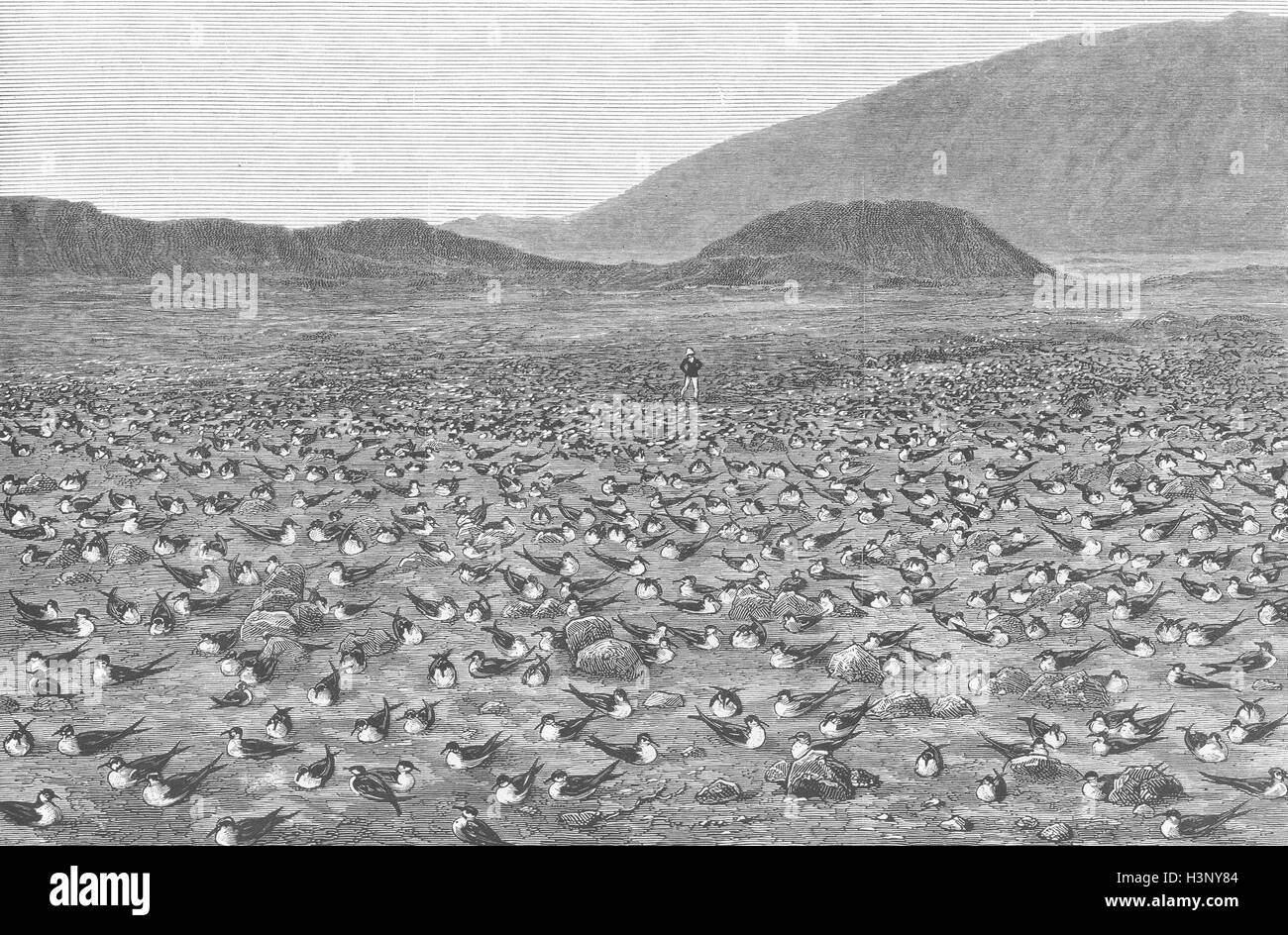 Vögel Wideawakes Bruteier, Insel Ascension 1882. Die Grafik Stockfoto