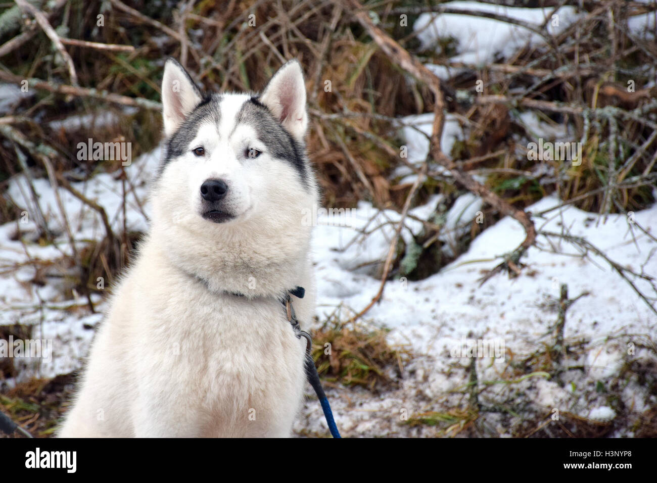 Schlittenhunde im Schnee Stockfoto