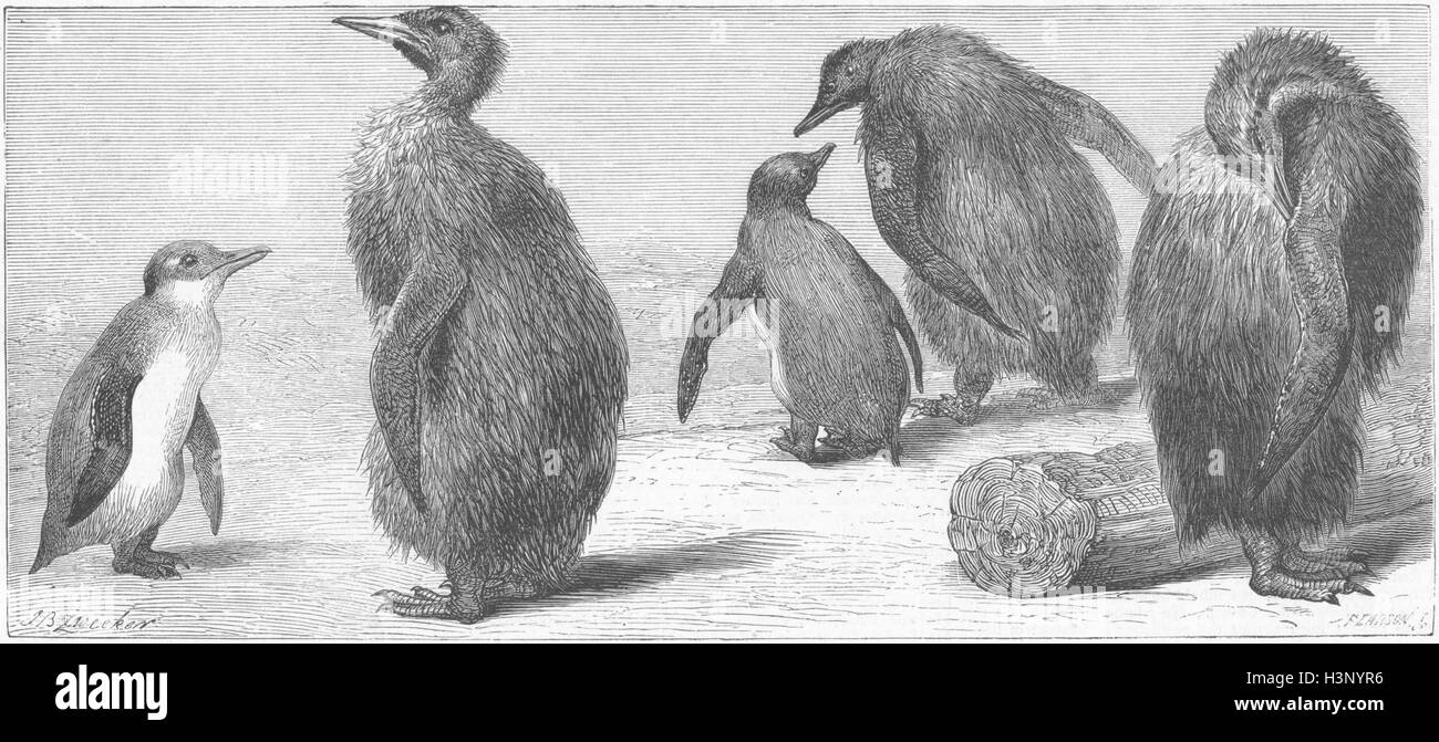 KINGS Zoo Königspinguin 1872. Die Grafik Stockfoto