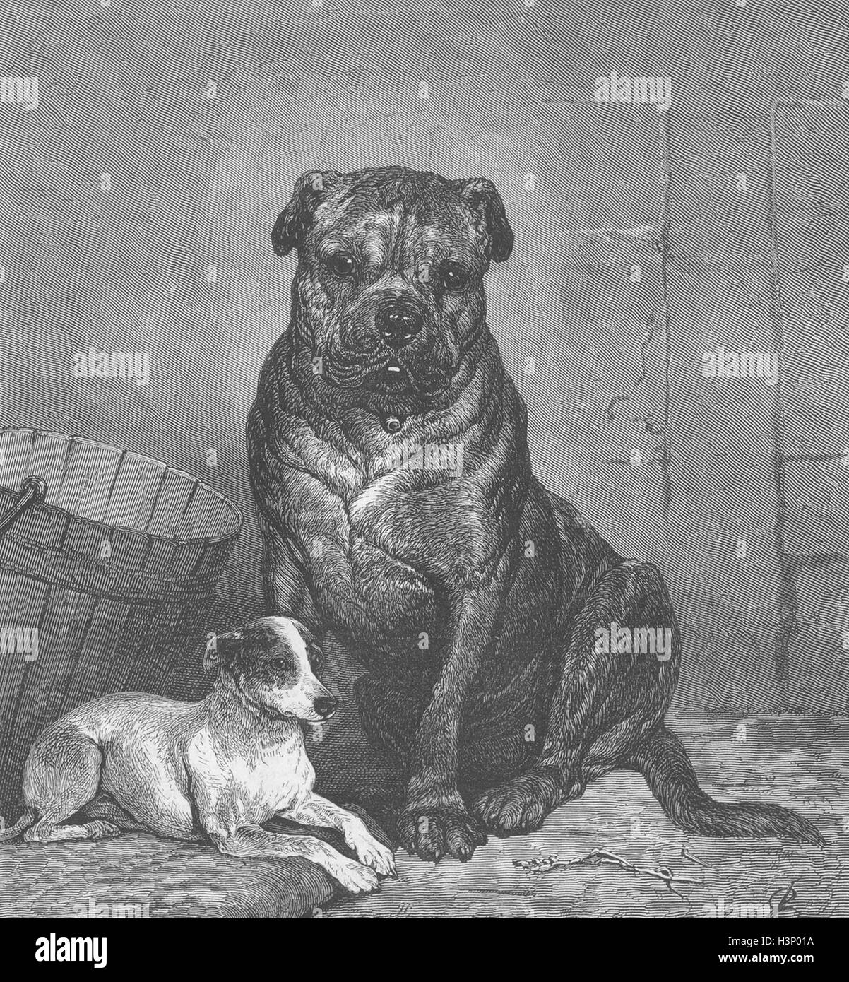 Hunde-schöne und das Biest 1874. Die Grafik Stockfoto
