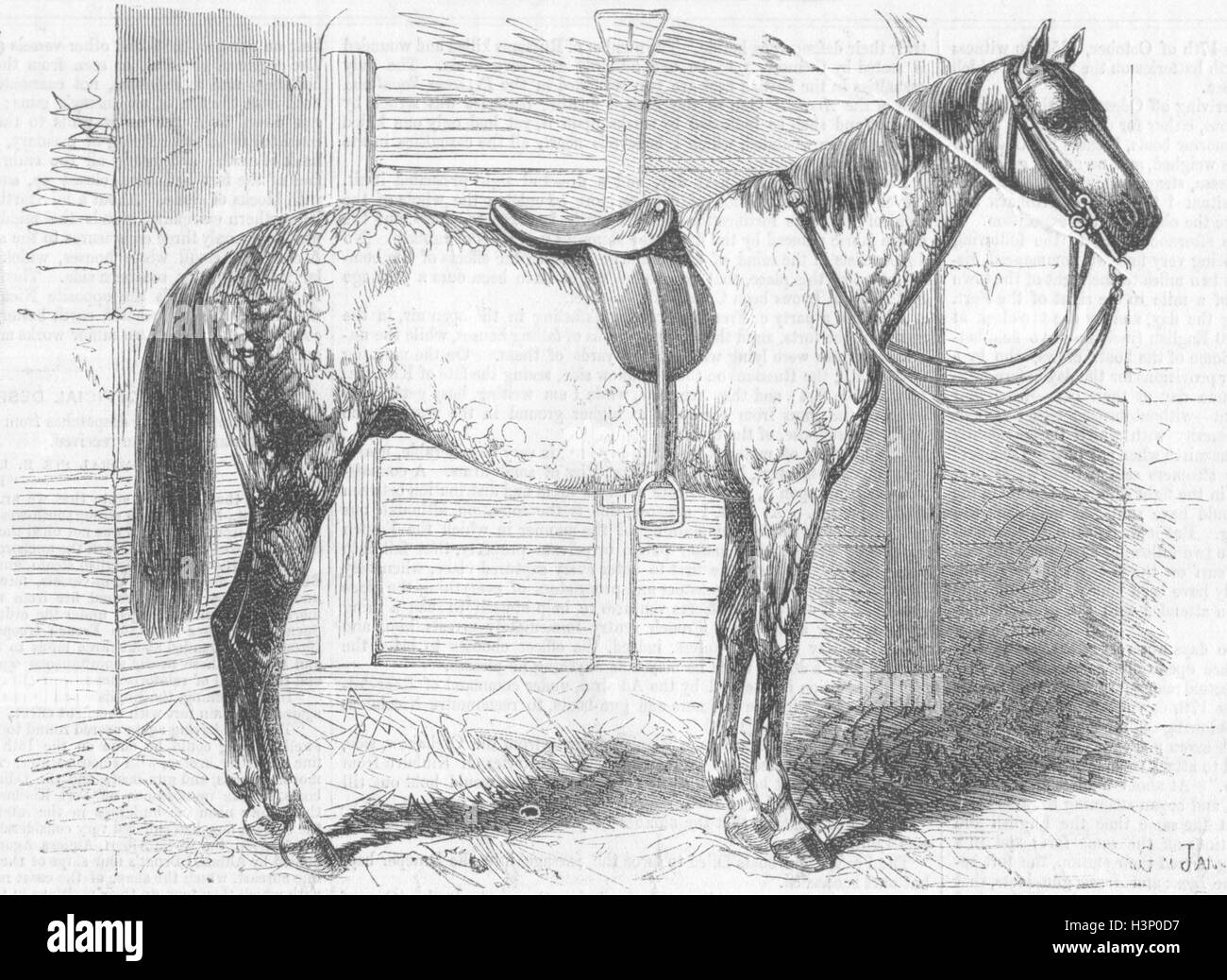 UKRAINE George braun grau Ladegerät, Alma 1855. Illustriert von Zeiten Stockfoto