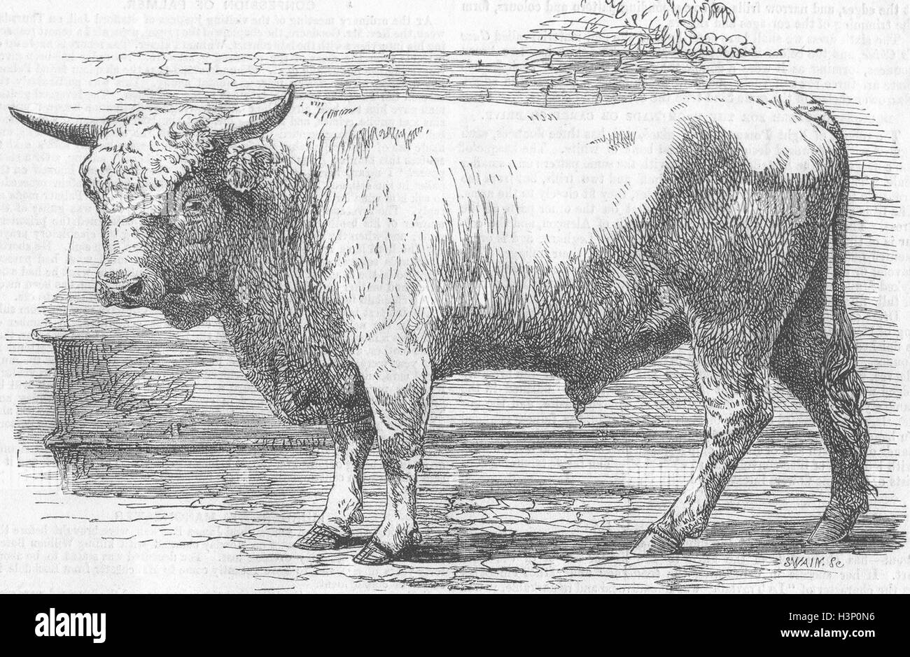 Colin Campbell Bull in PARIS West Highland Rasse 1856. Illustriert von Zeiten Stockfoto
