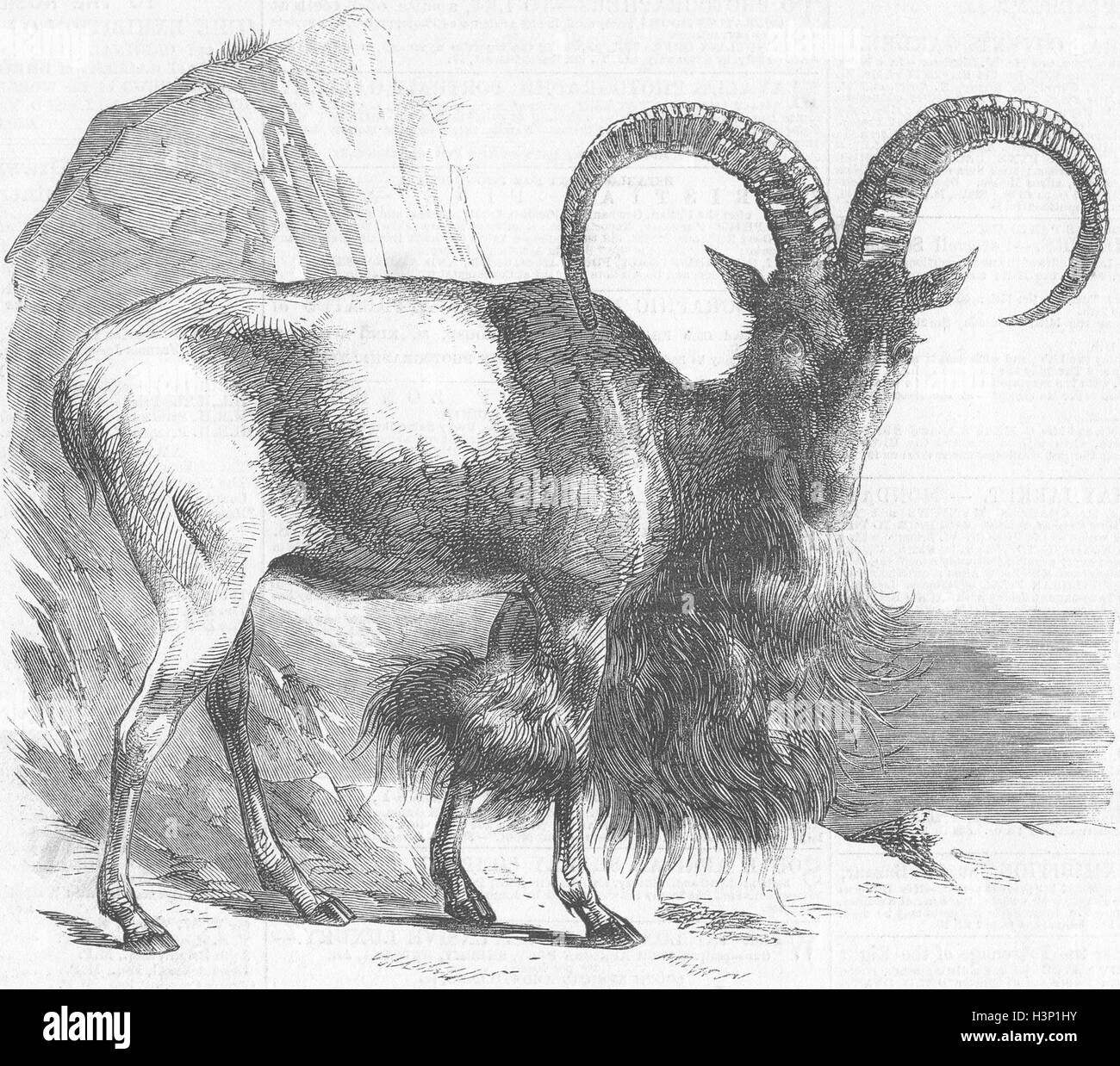 Afrika-Aoudad(Ammotragus tragelaphus)-Nord-1859. Bebilderte News of the World Stockfoto