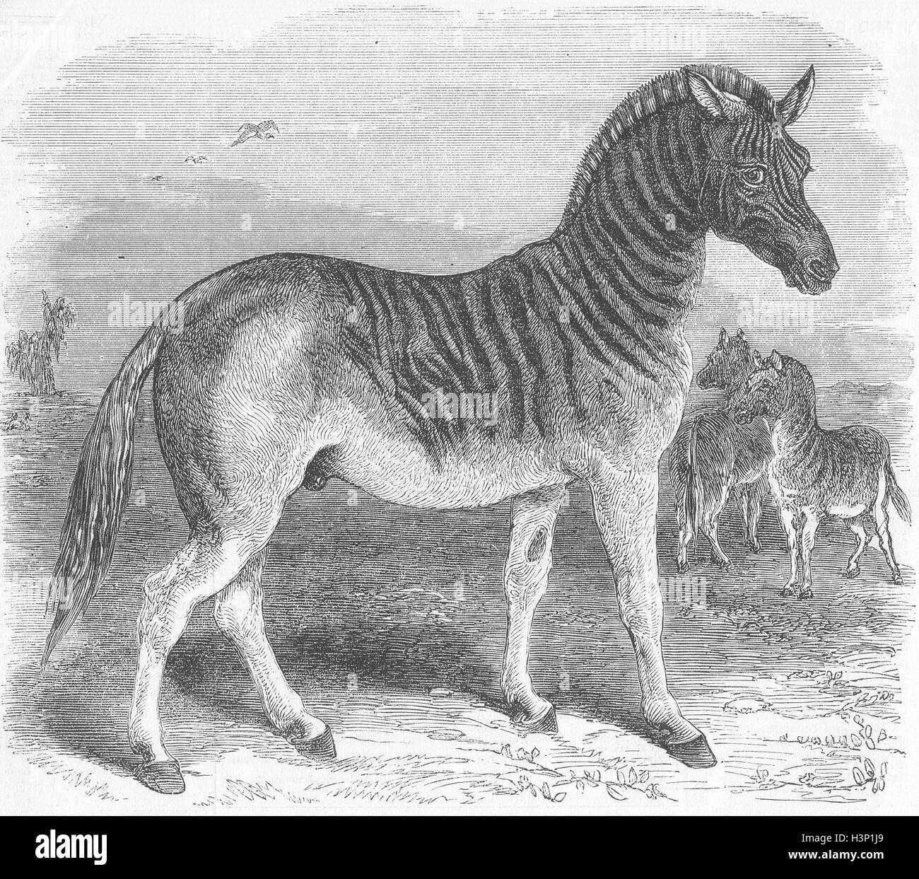 AUSGESTORBENE Tiere der Quagga (Asinus Quagga) 1859. Bebilderte News of the World Stockfoto