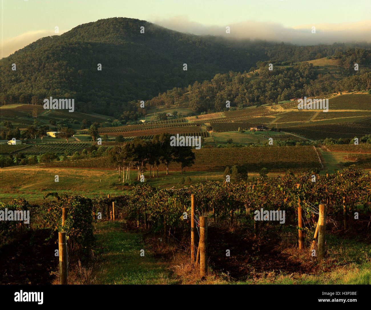 Weinberge der untere Hunter Valley Stockfoto