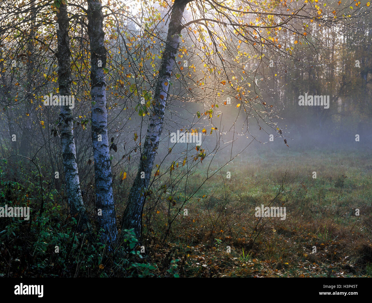 Birken in den nebligen Morgen, Polen, Europa Stockfoto