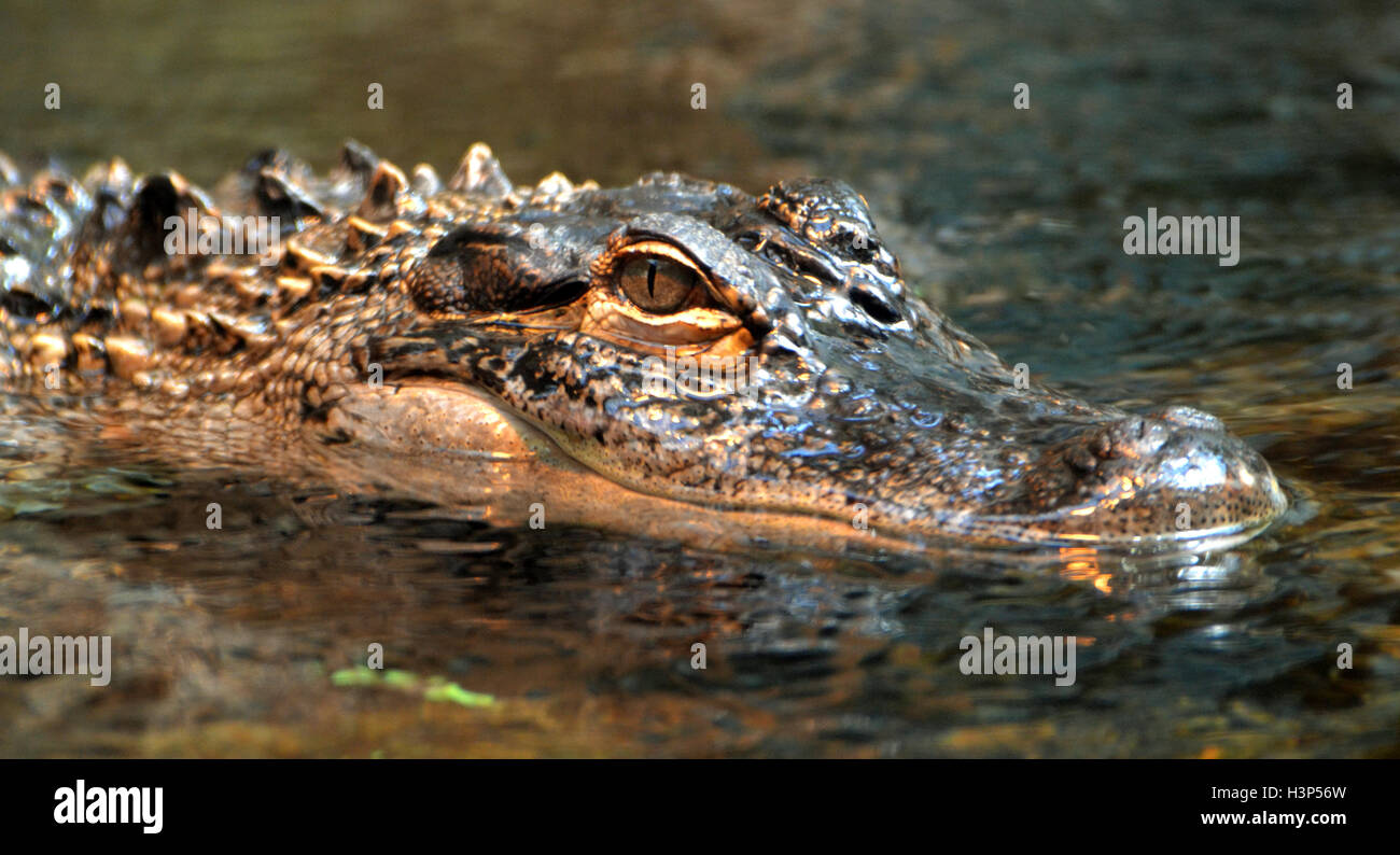 Ein Alligator (Alligator Mississippiensis) Jagd in einem Florida Sumpf. Stockfoto