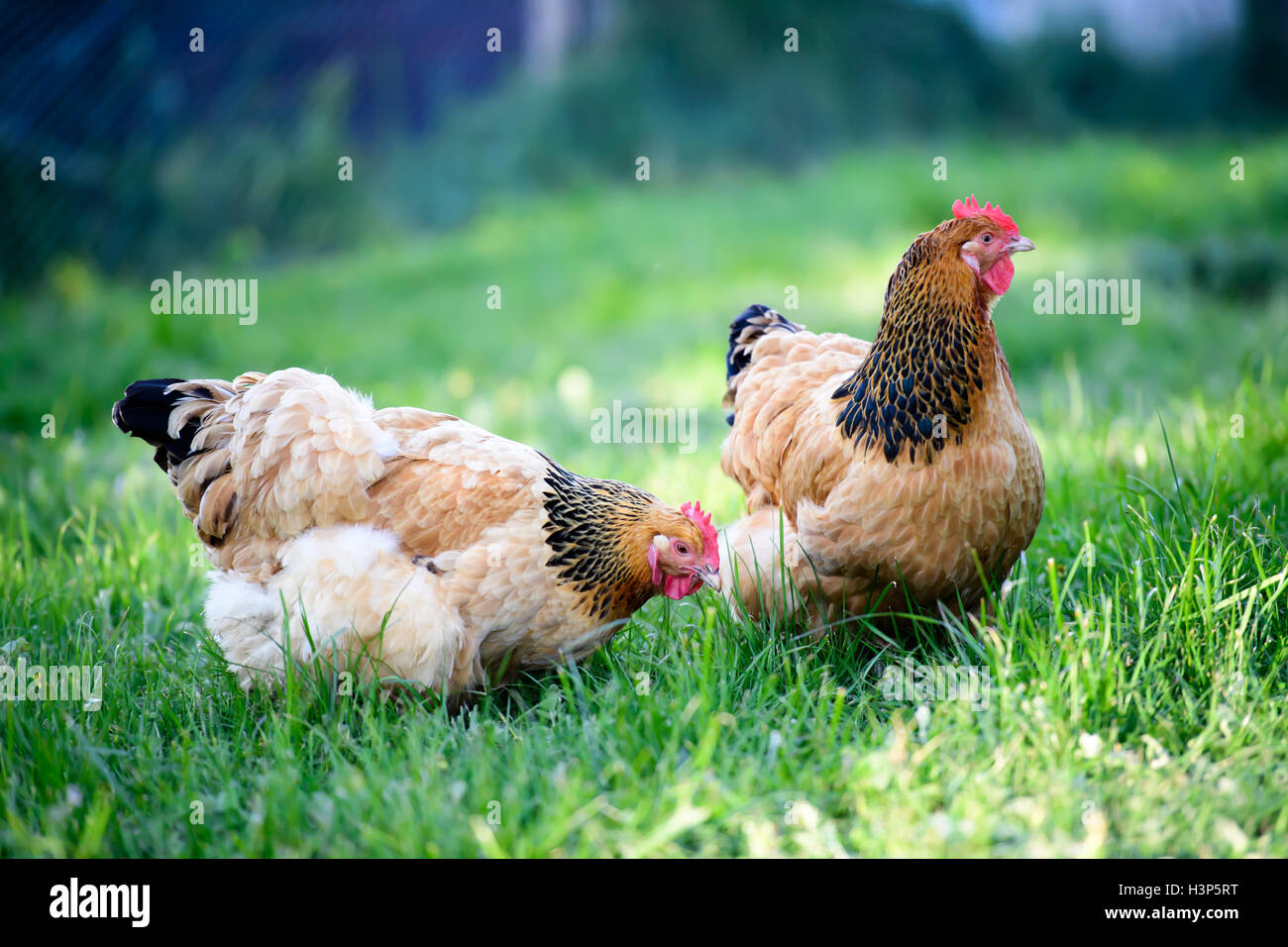 Freilaufenden Hühnern rund um den Hühnerstall Stockfoto