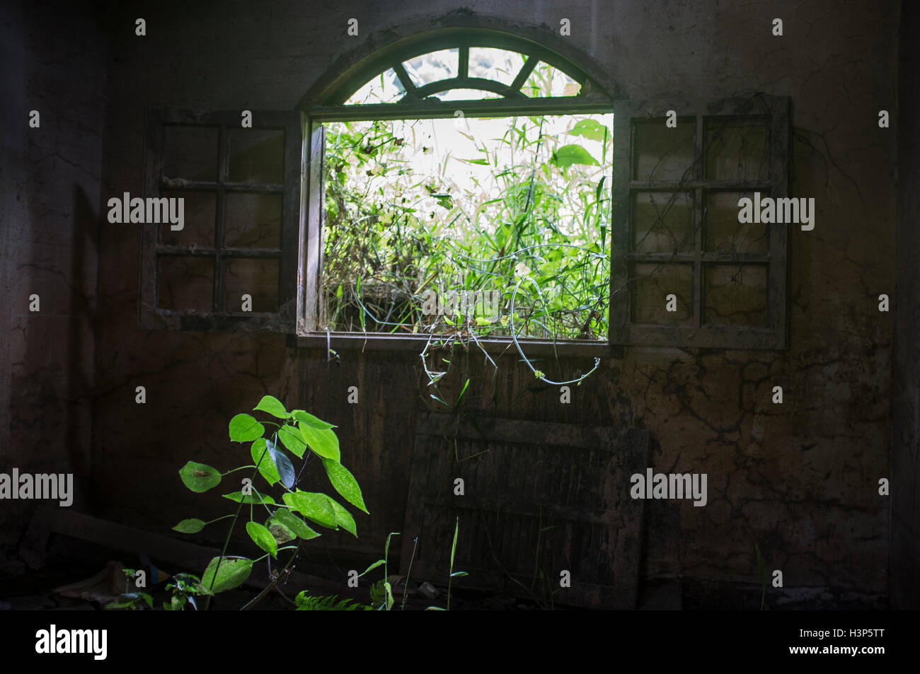 Verlassenes Haus nach Naturkatastrophe, unwahrscheinliche Situation - wächst die Pflanze im Haus, Nova Friburgo, Bundesstaat Rio De Janeiro, Brasilien. Stockfoto