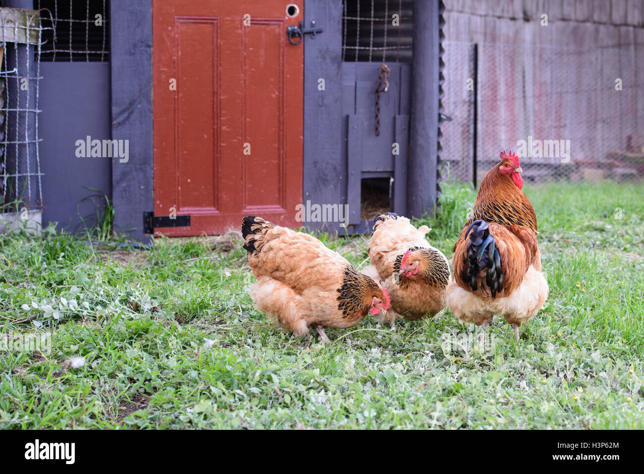 Freilaufenden Hühnern rund um den Hühnerstall Stockfoto