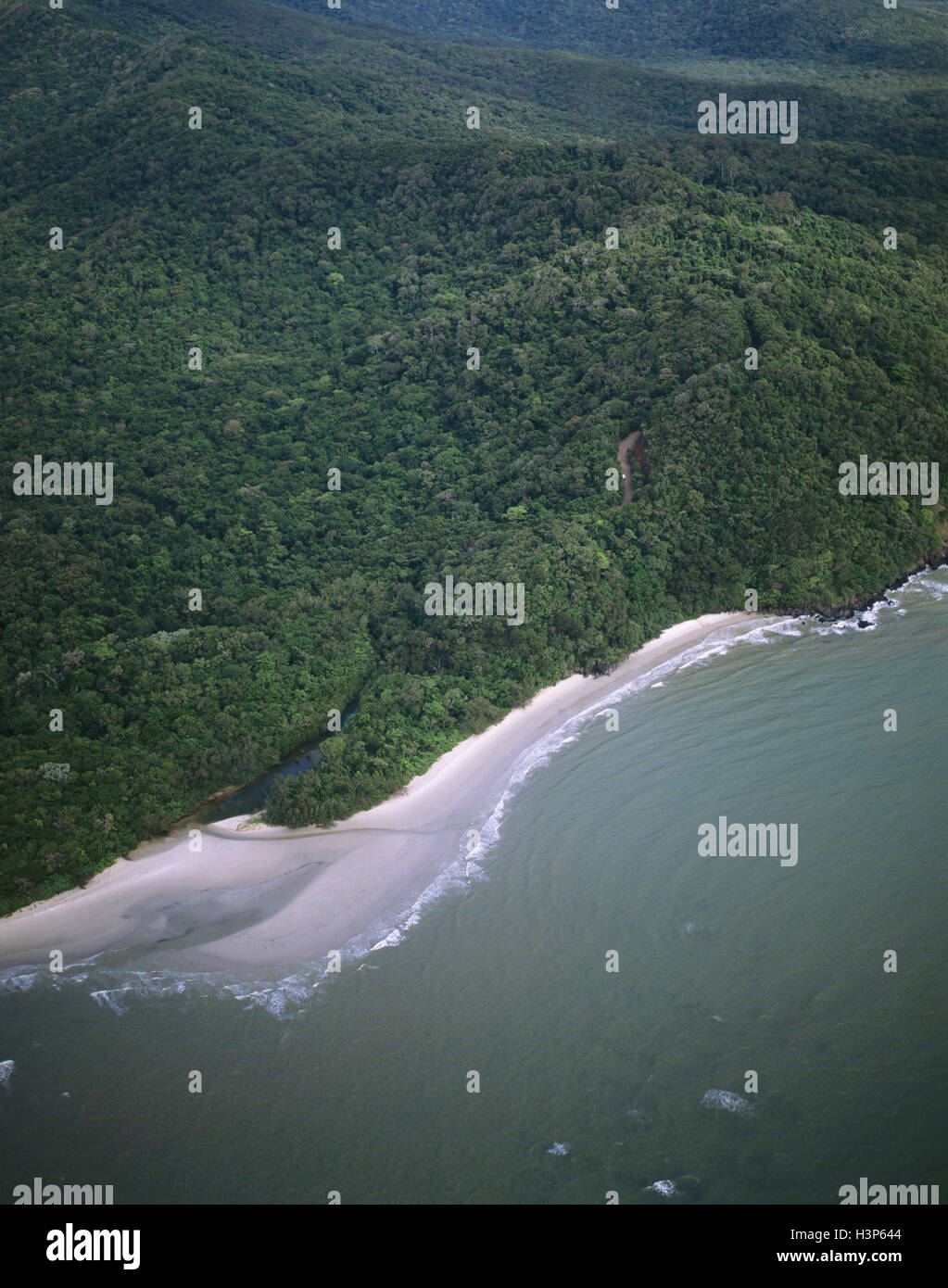 Tropischer Regenwald in der Nähe von Cape Tribulation, Stockfoto