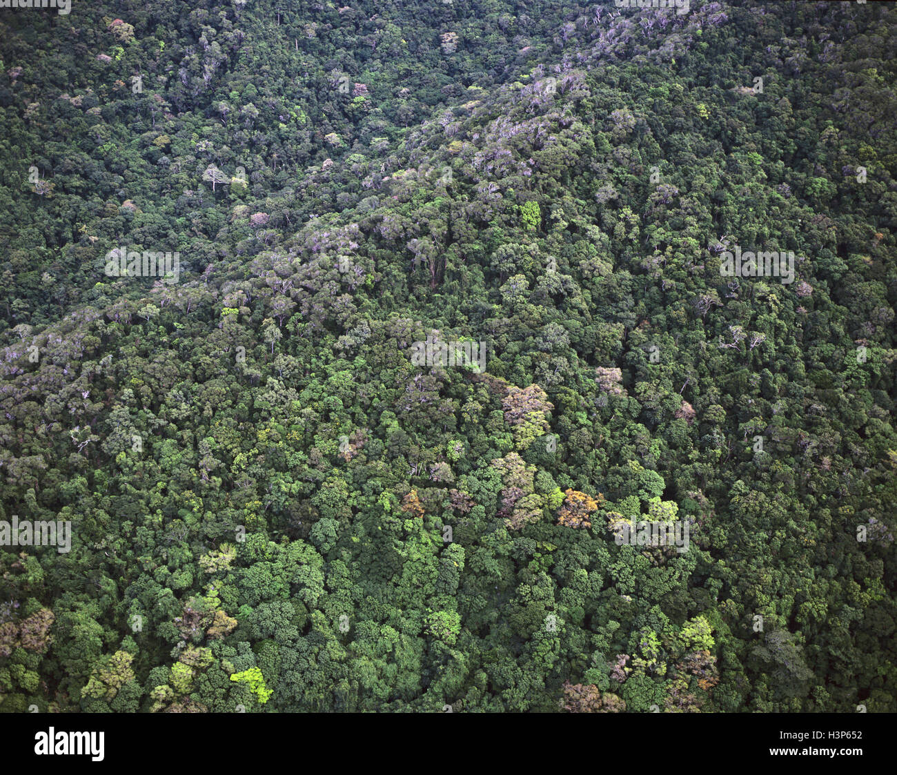 Tropischer Regenwald in der Nähe von Cape Tribulation, Stockfoto