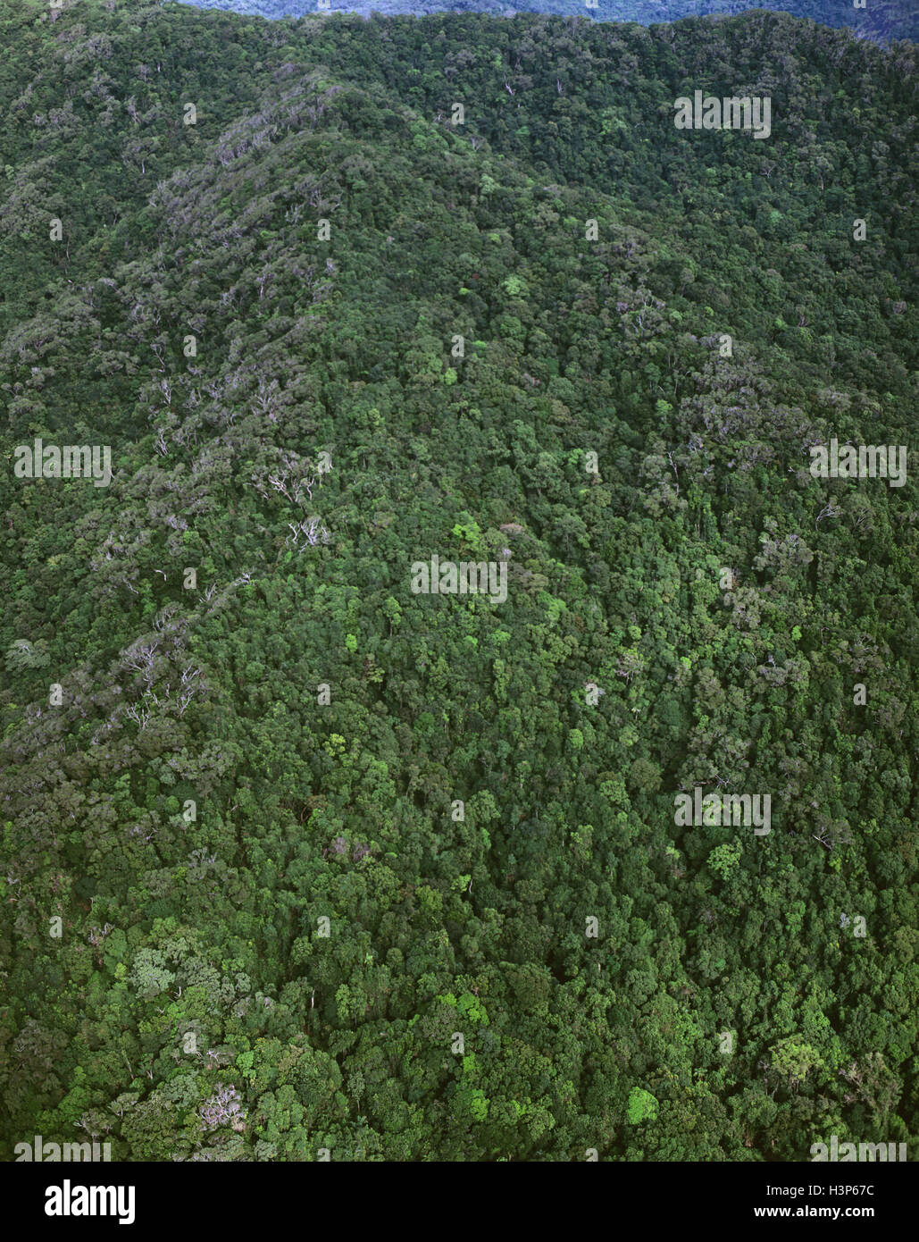 Tropischer Regenwald in der Nähe von Cape Tribulation, Luftaufnahme. Stockfoto