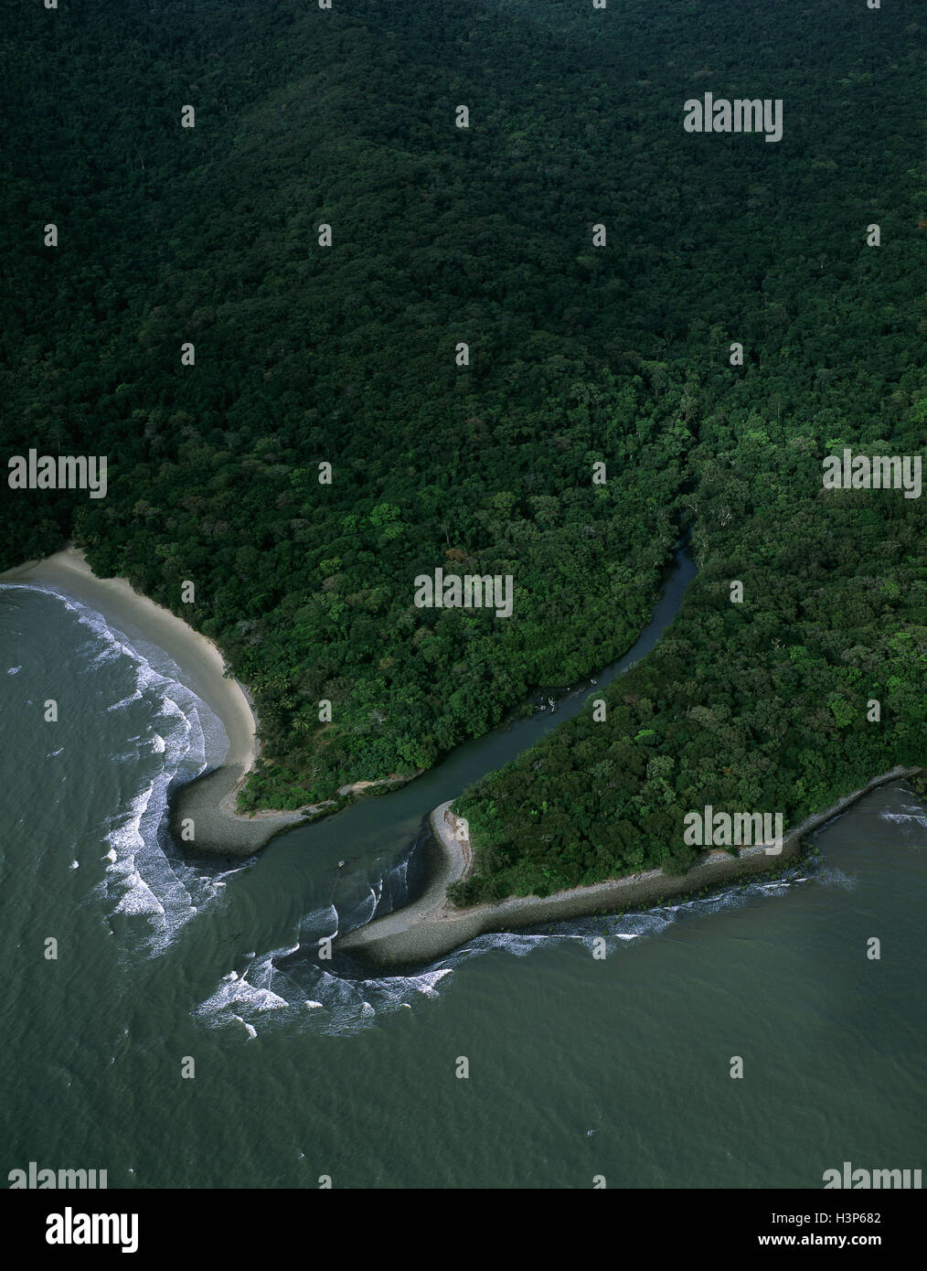 Tropischer Regenwald in der Nähe von Cape Tribulation, Stockfoto