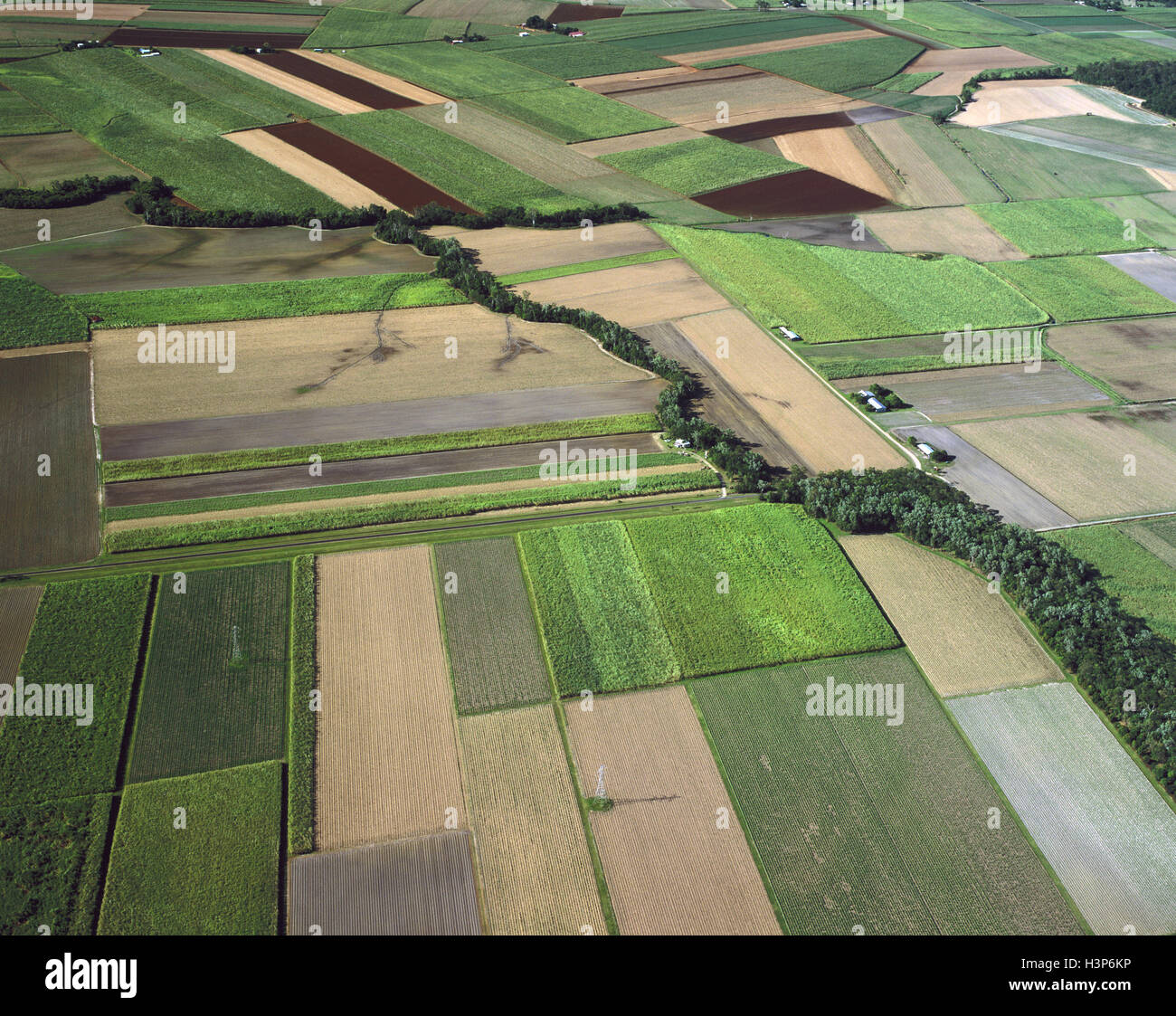 Canefields in der Nähe von Cairns Stockfoto