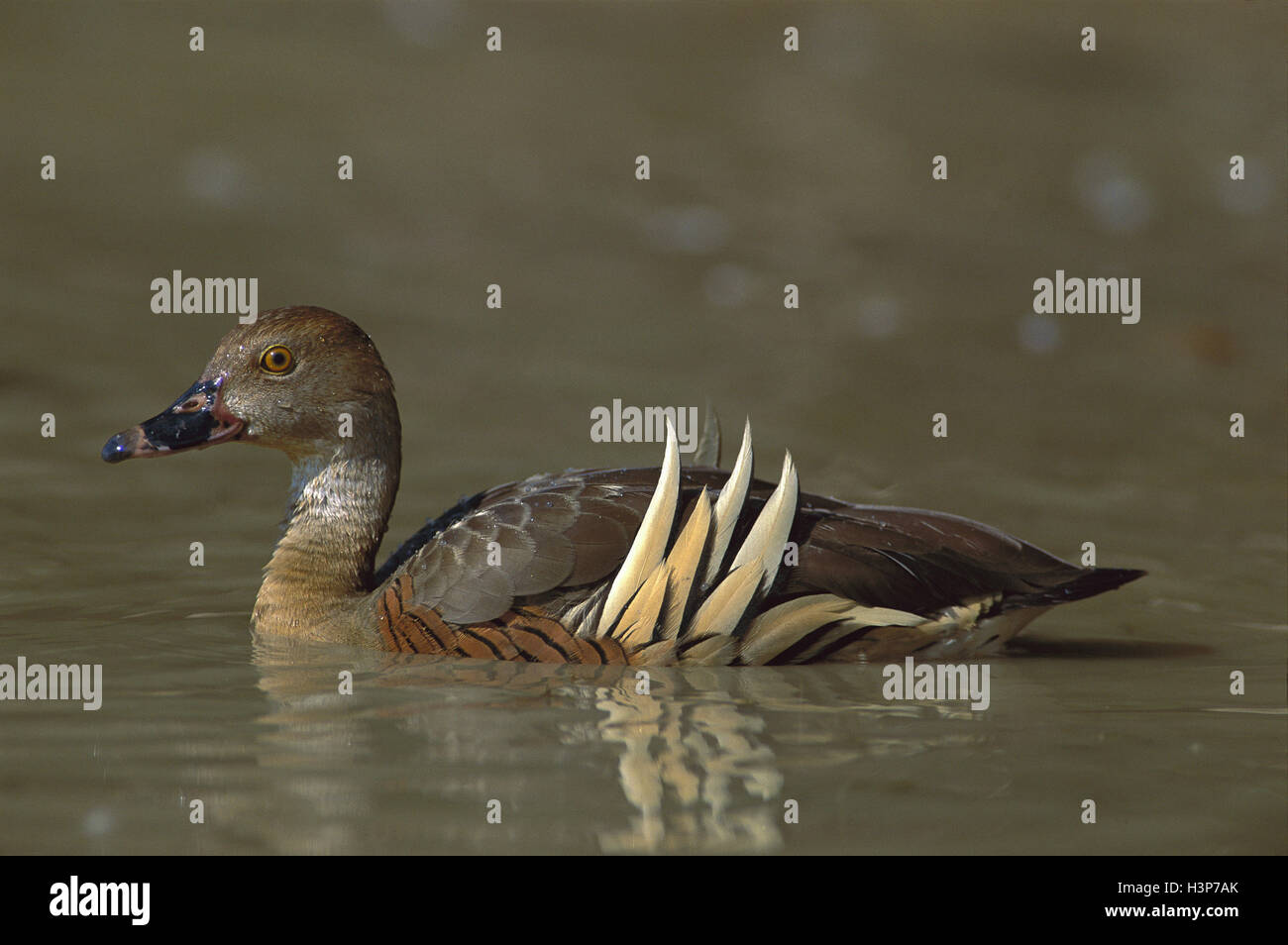 Gefiederte Pfeifen-Ente (Dendrocygna Eytoni) Stockfoto