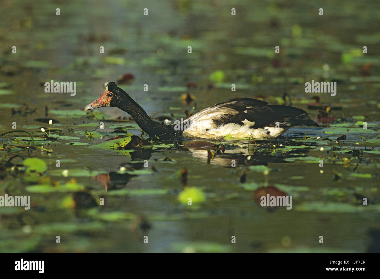 Elster Gans (Anseranas Semipalmata) Stockfoto