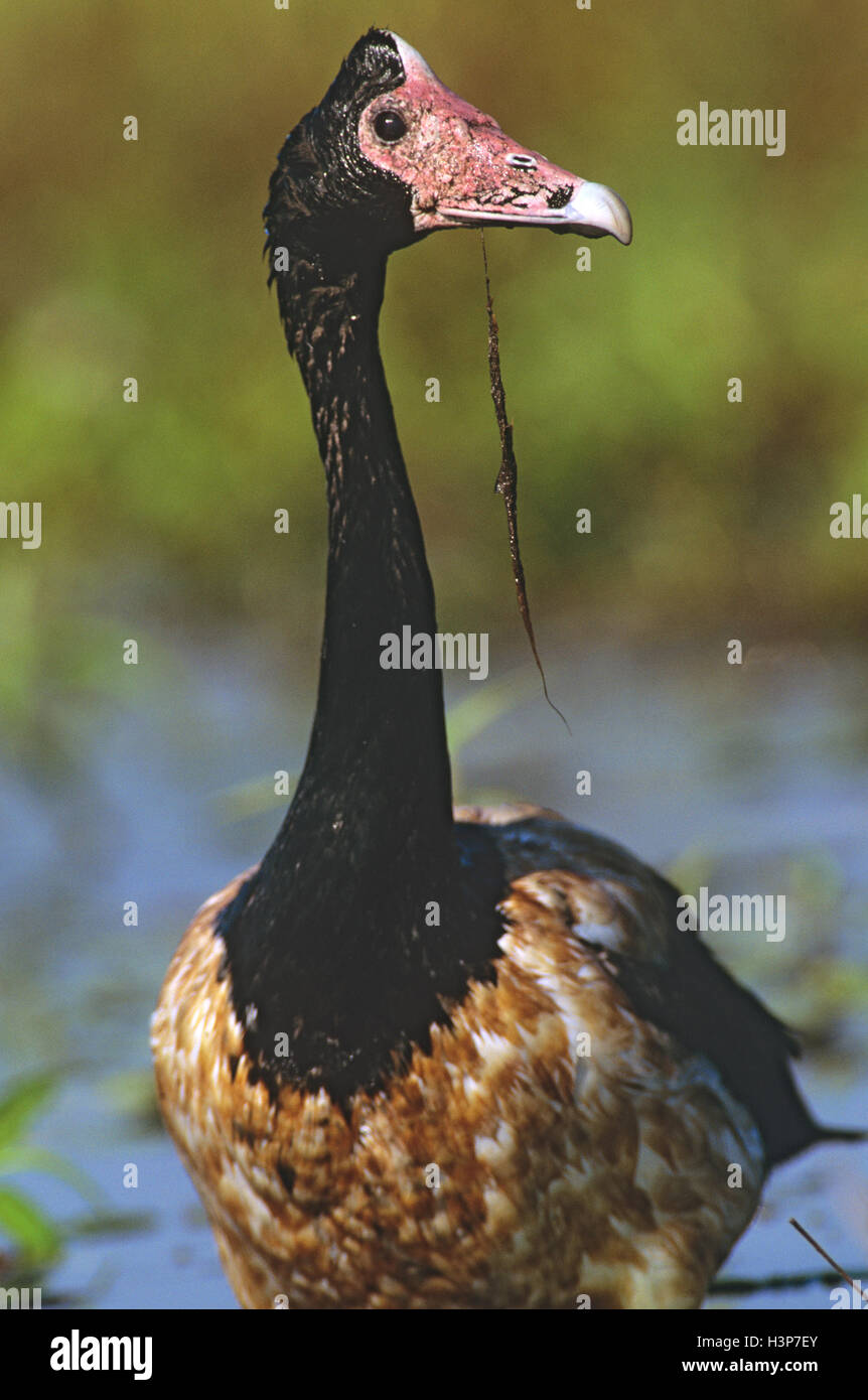 Elster Gans (Anseranas Semipalmata) Stockfoto