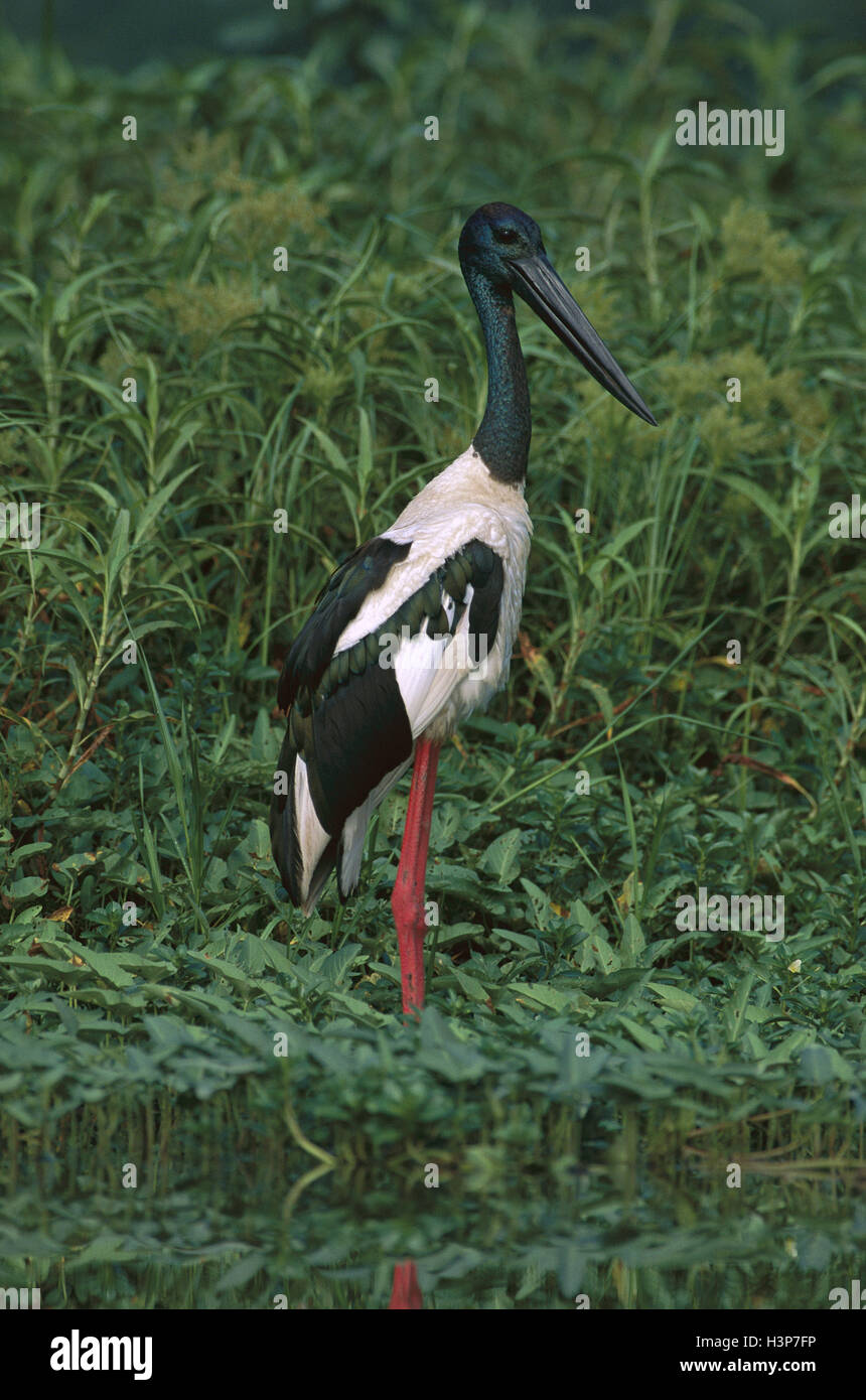 Schwarz-necked Storch (Nahrung Asiaticus) Stockfoto