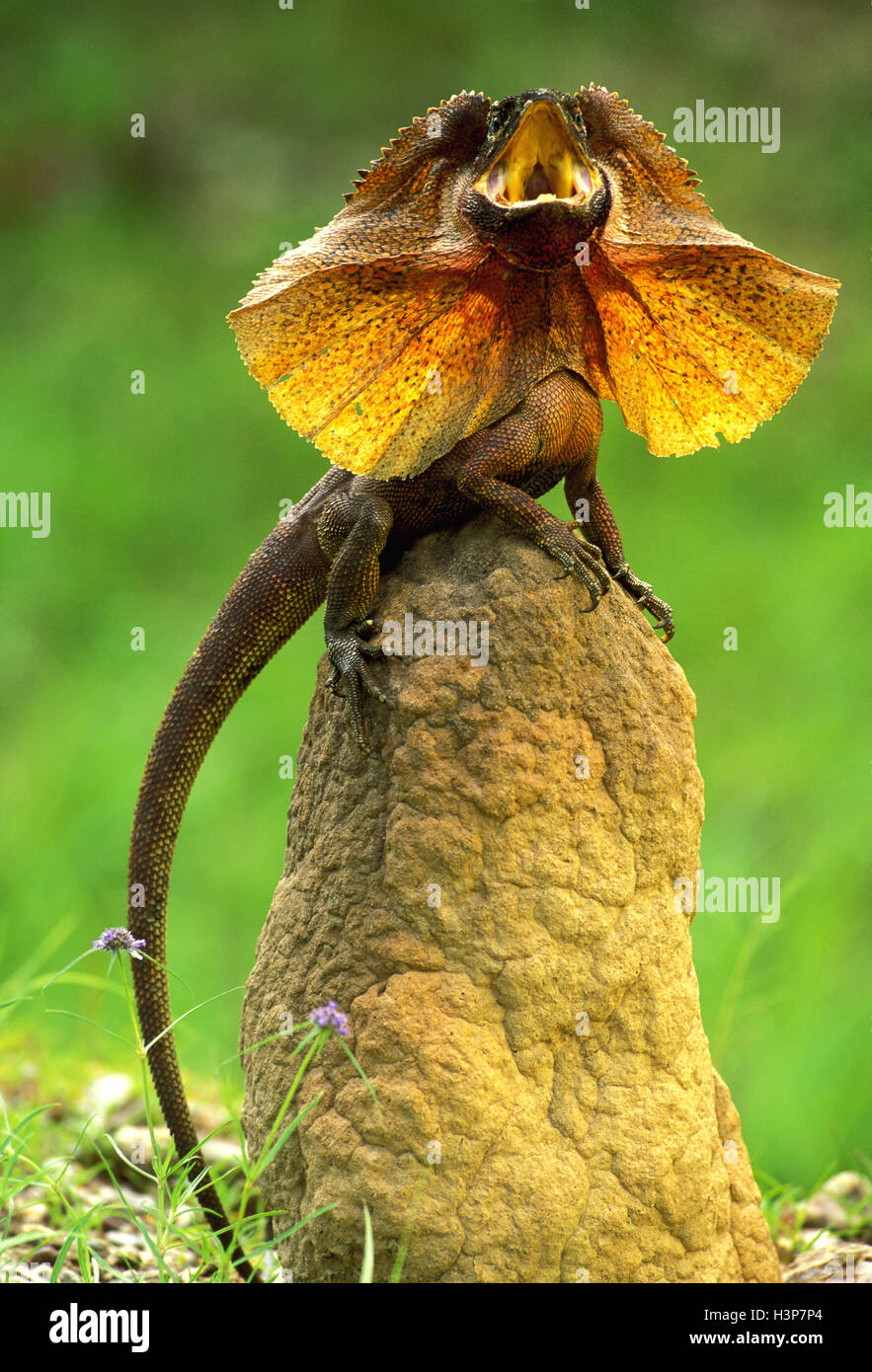 Gewundene Eidechse (Chlamydosaurus Kingii) Stockfoto