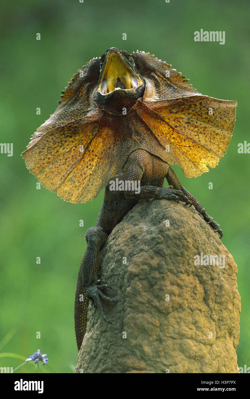 Gewundene Eidechse (Chlamydosaurus Kingii) Stockfoto