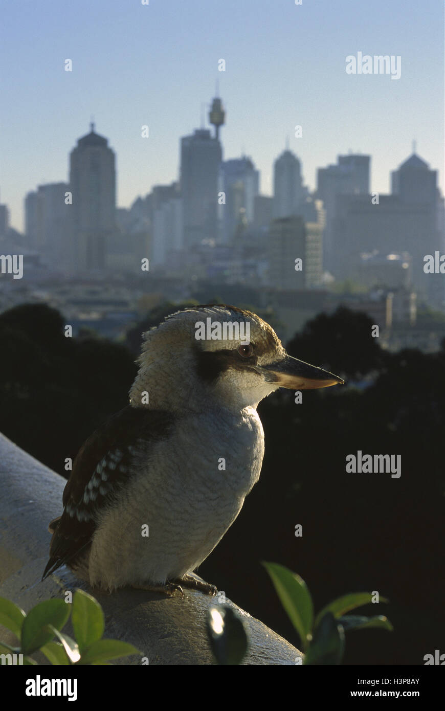 Lachende Kookaburra (Dacelo Novaeguineae) Stockfoto