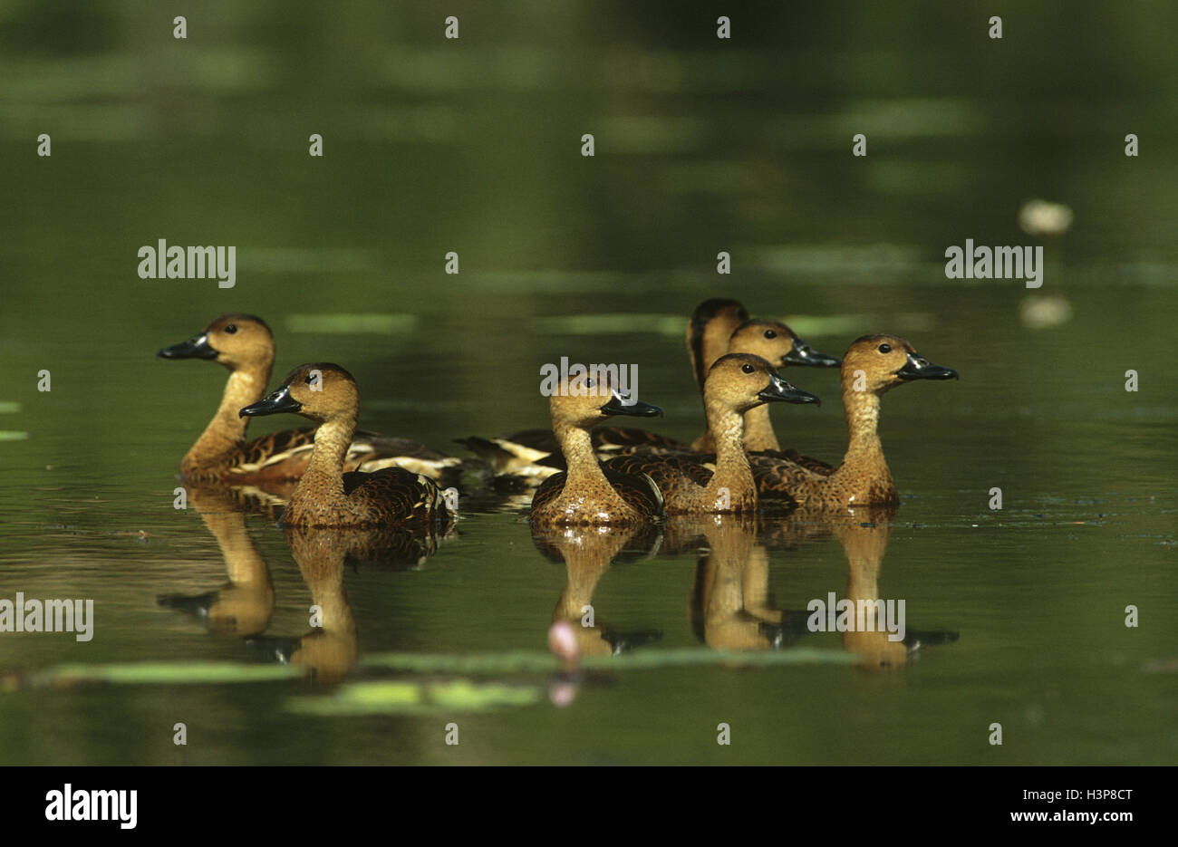 Wandernde Pfeifen-Ente (Dendrocygna Arcuata) Stockfoto